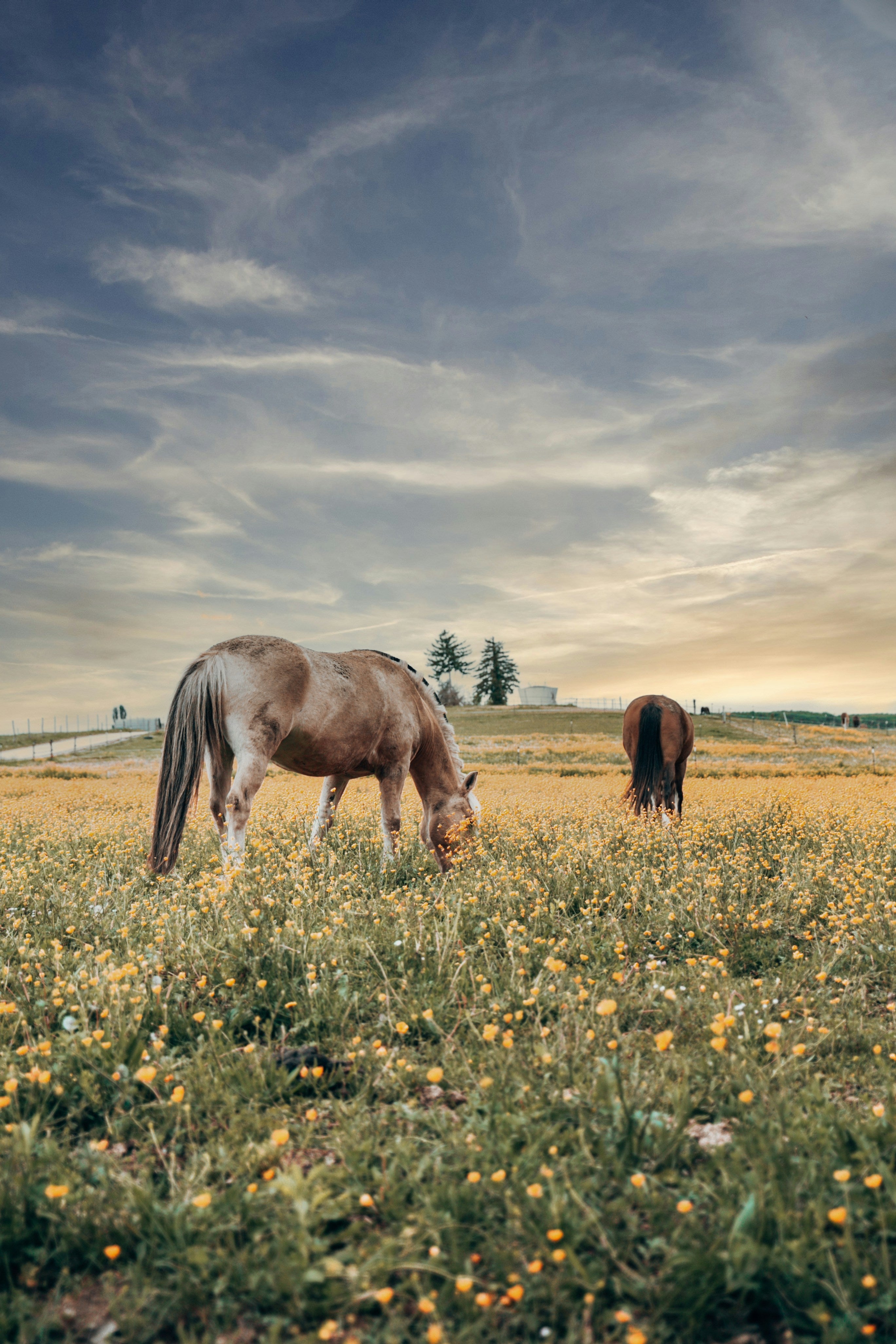 ANDALUSIAN HORSES:BEAUTY AND GRACE