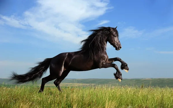ENGLISH VS. WESTERN RIDING: A GUIDE