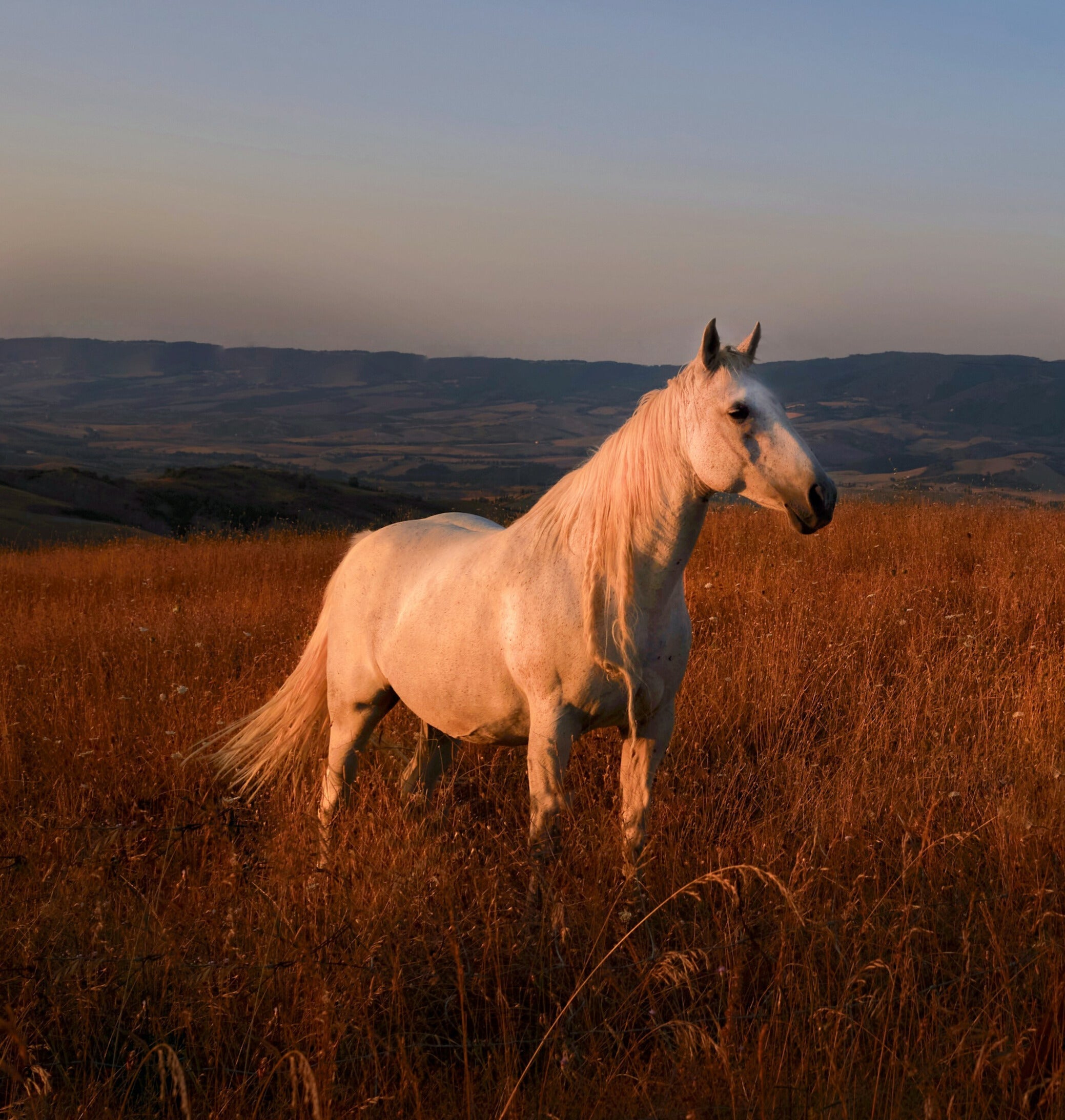 THE MIND OF A HORSE: BEHAVIOR INSIGHTS