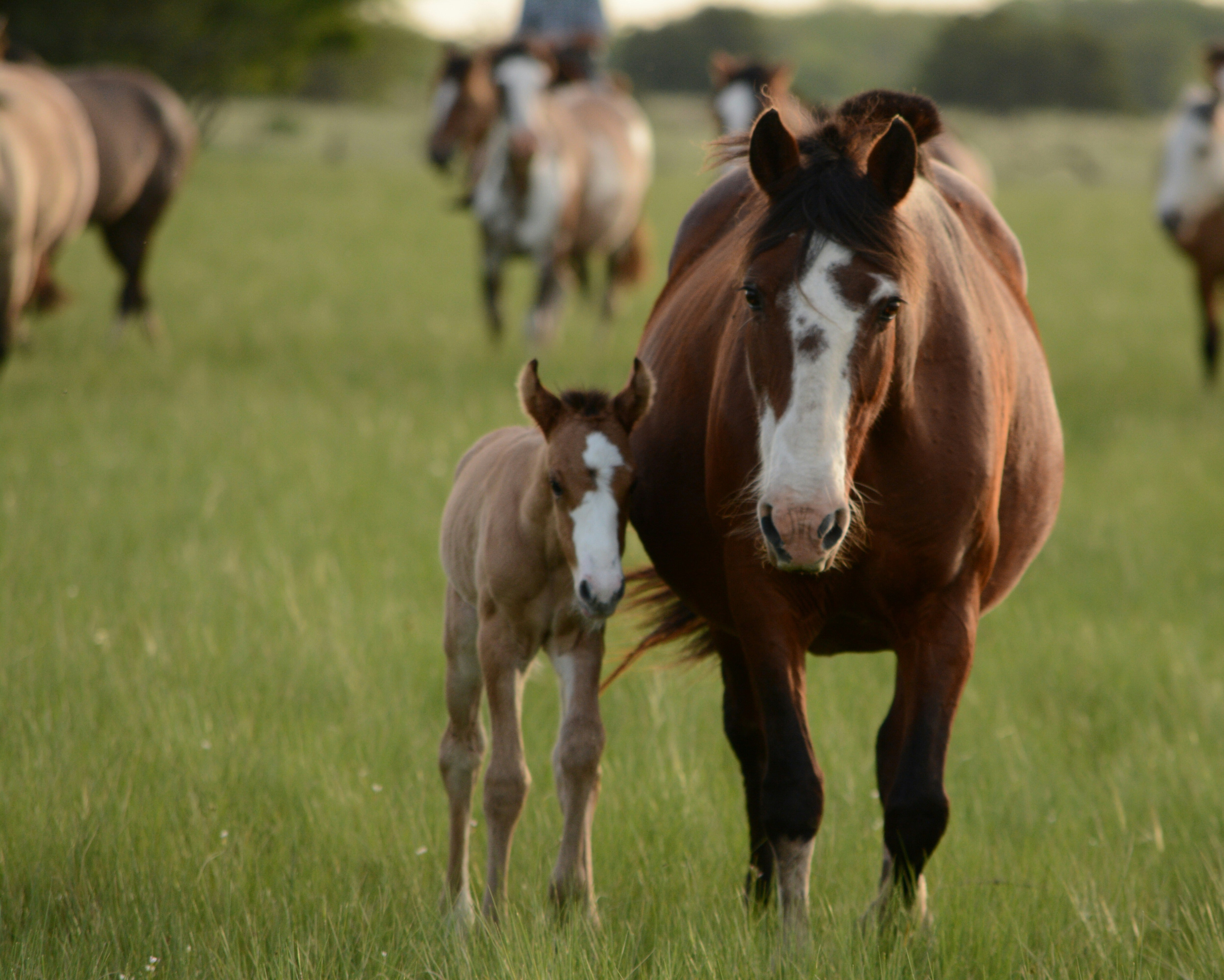 POPULAR HORSE BREEDS OF THE WORLD