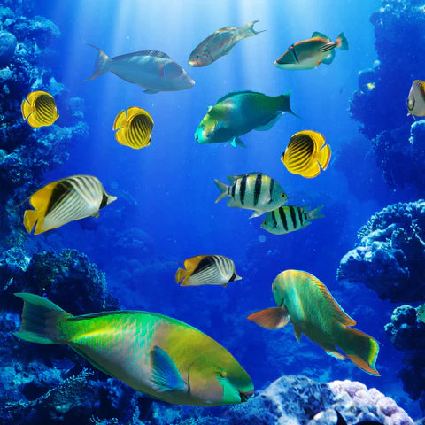 Fish Blog Post Demo