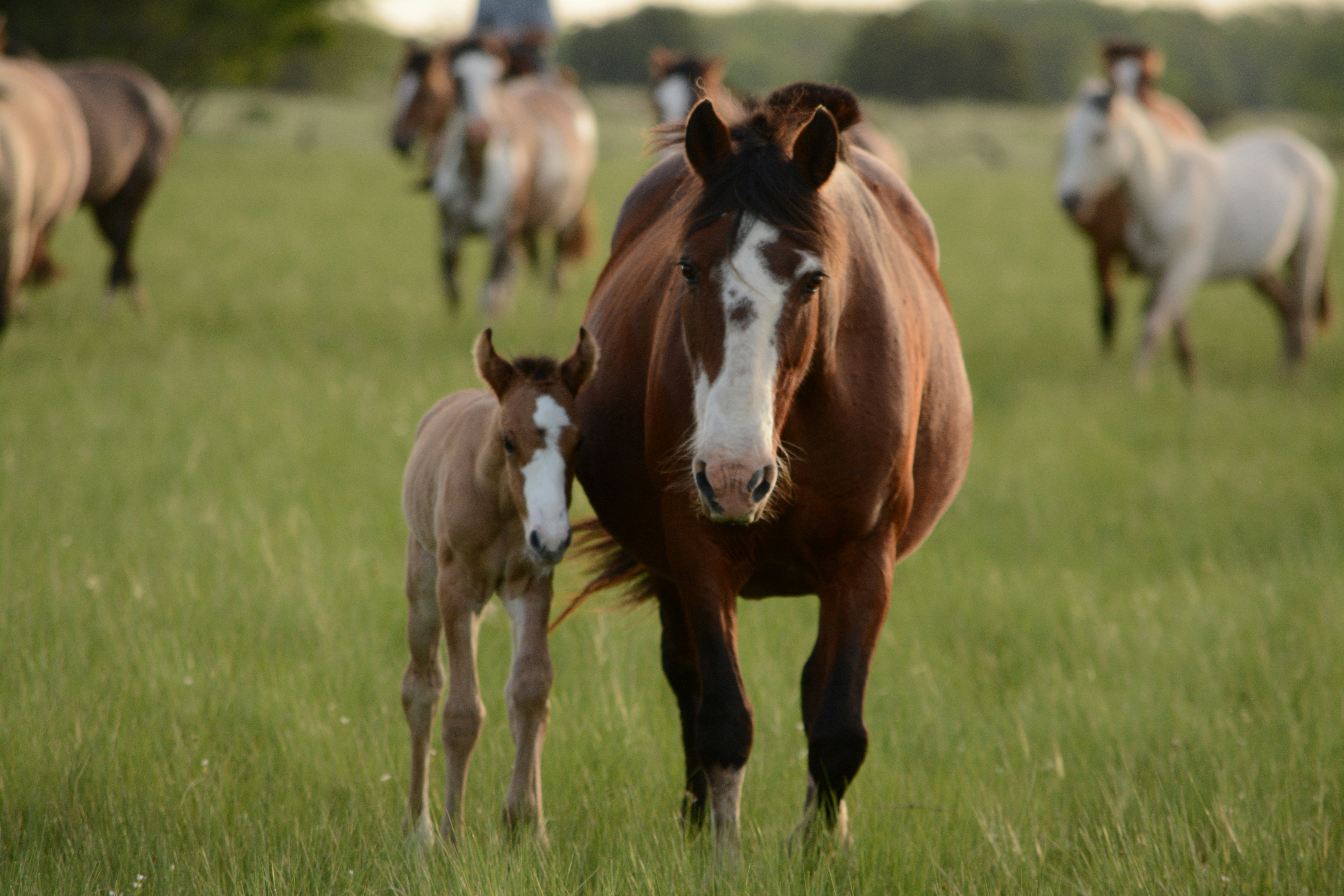 UNIQUE HORSE BREEDS OF HISTORY