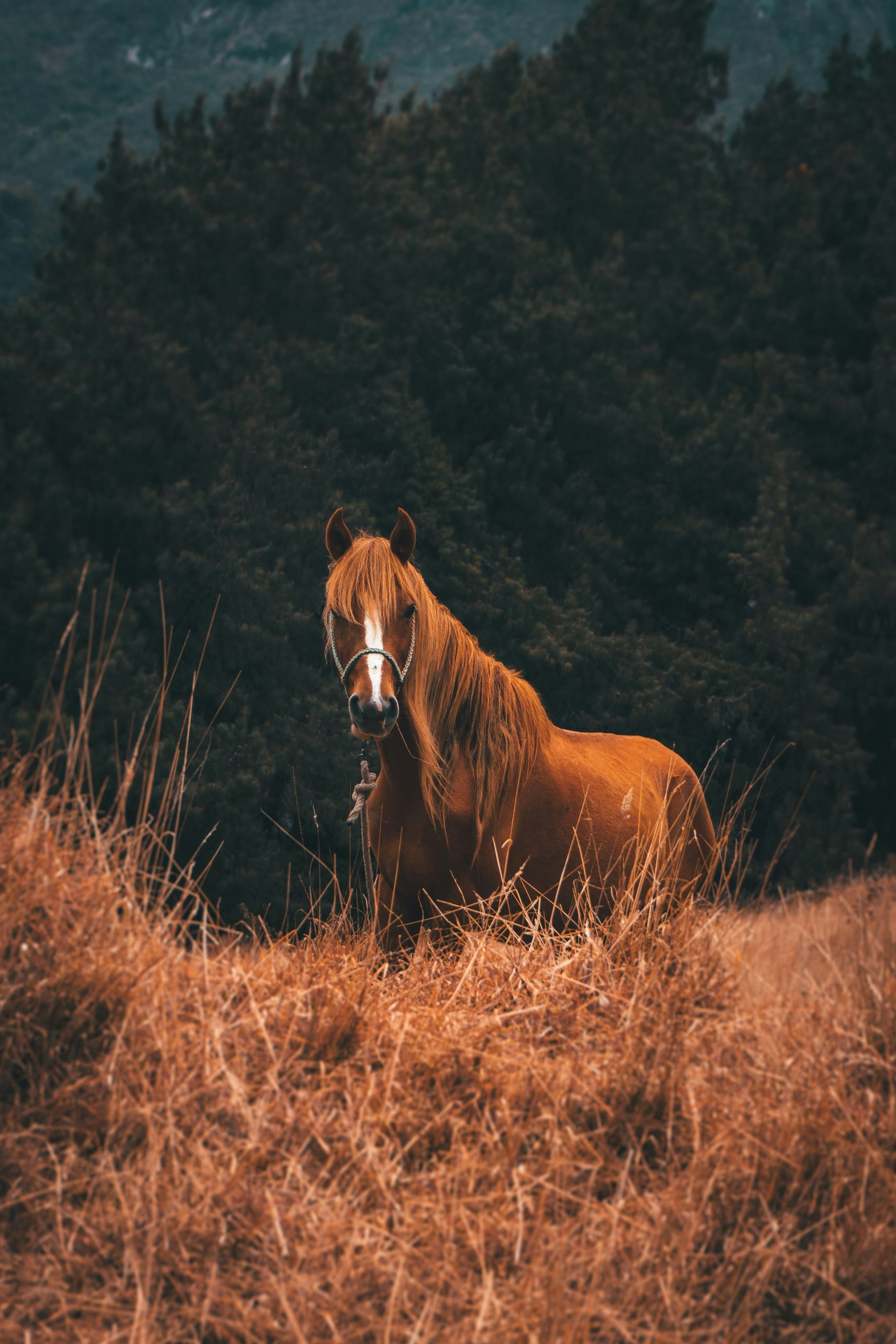 SHETLAND PONY OWNER'S GUIDE