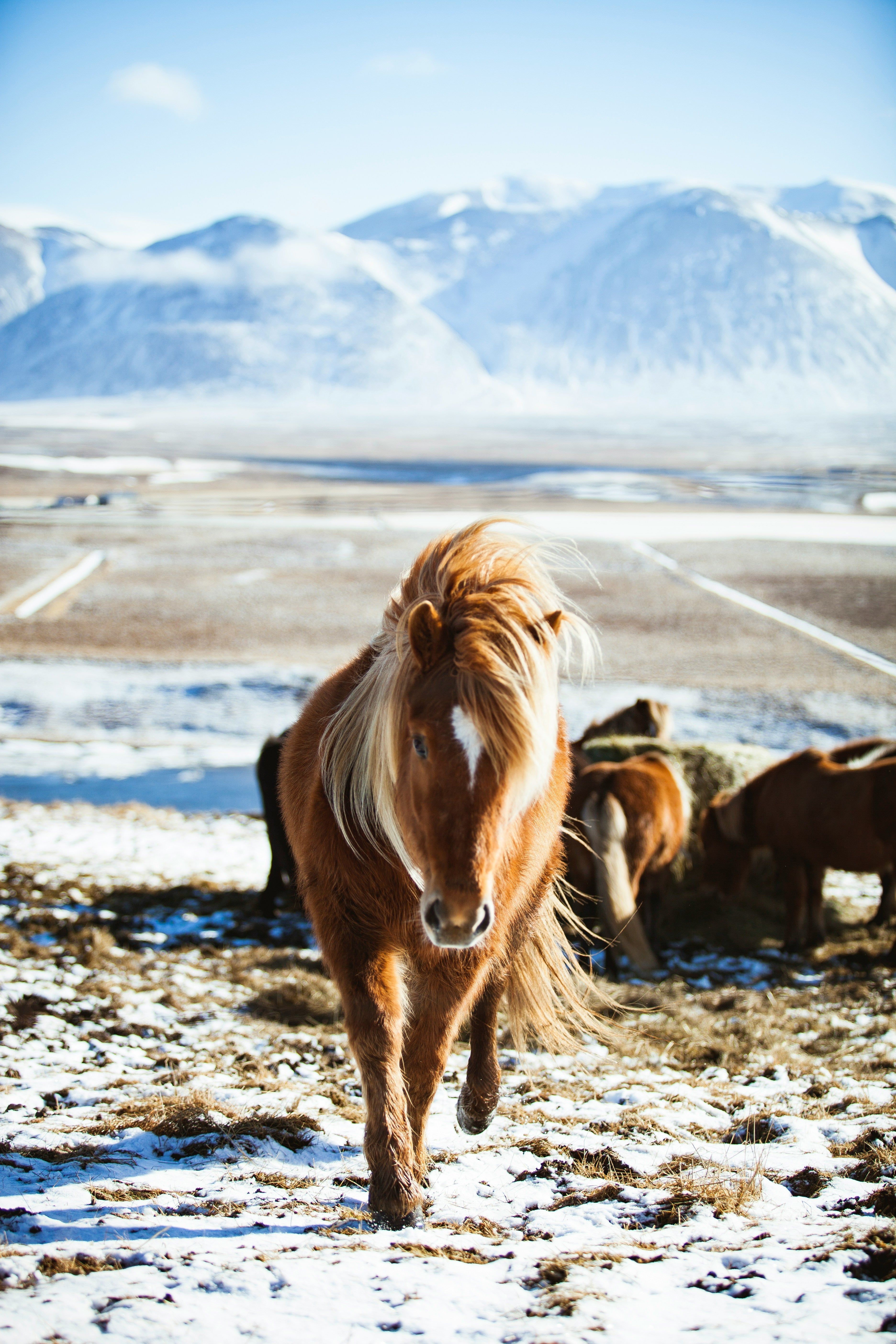 HORSEBACK RIDING FOR CHILDREN