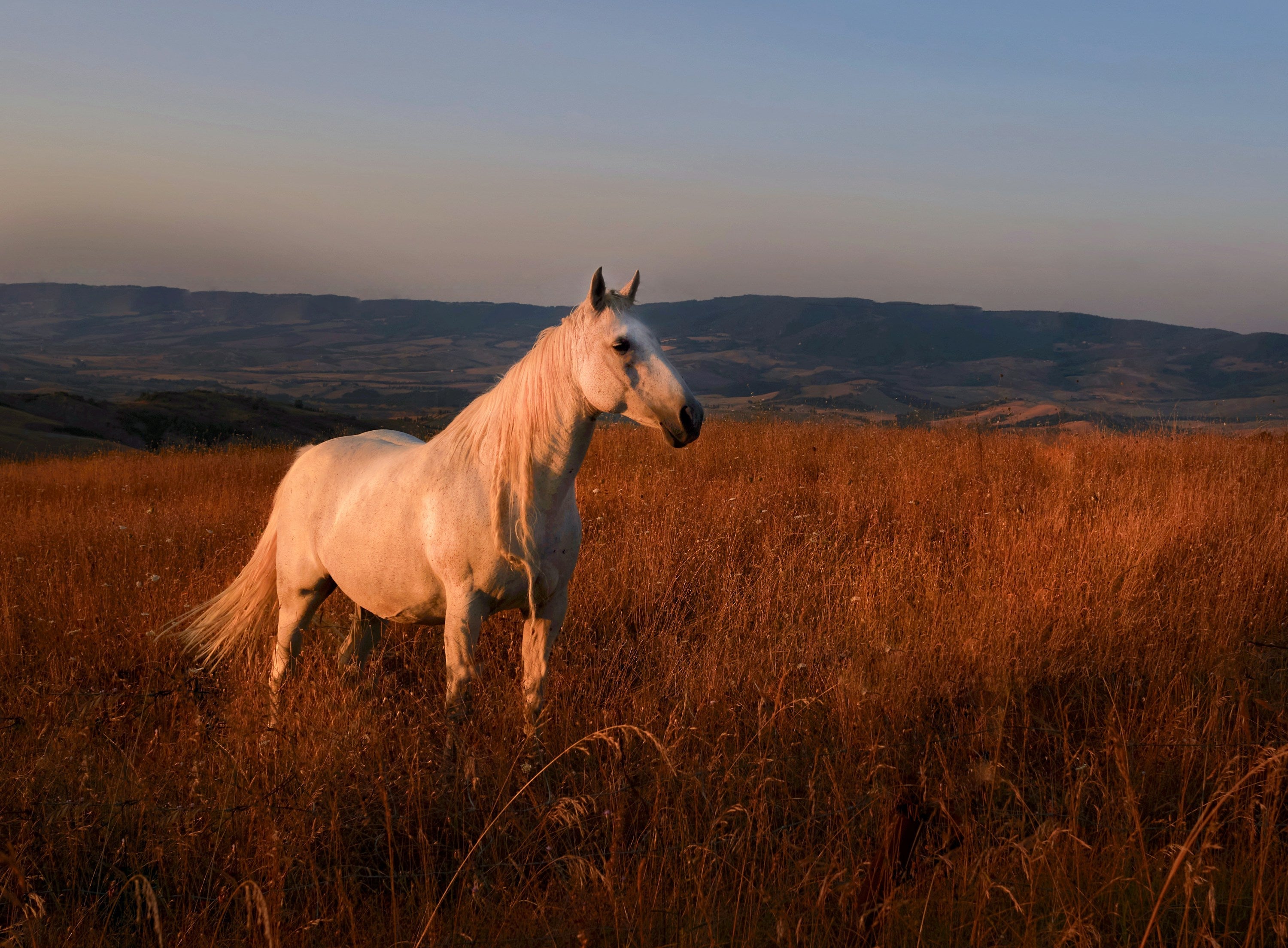 RARE AND EXOTIC HORSE BREEDS