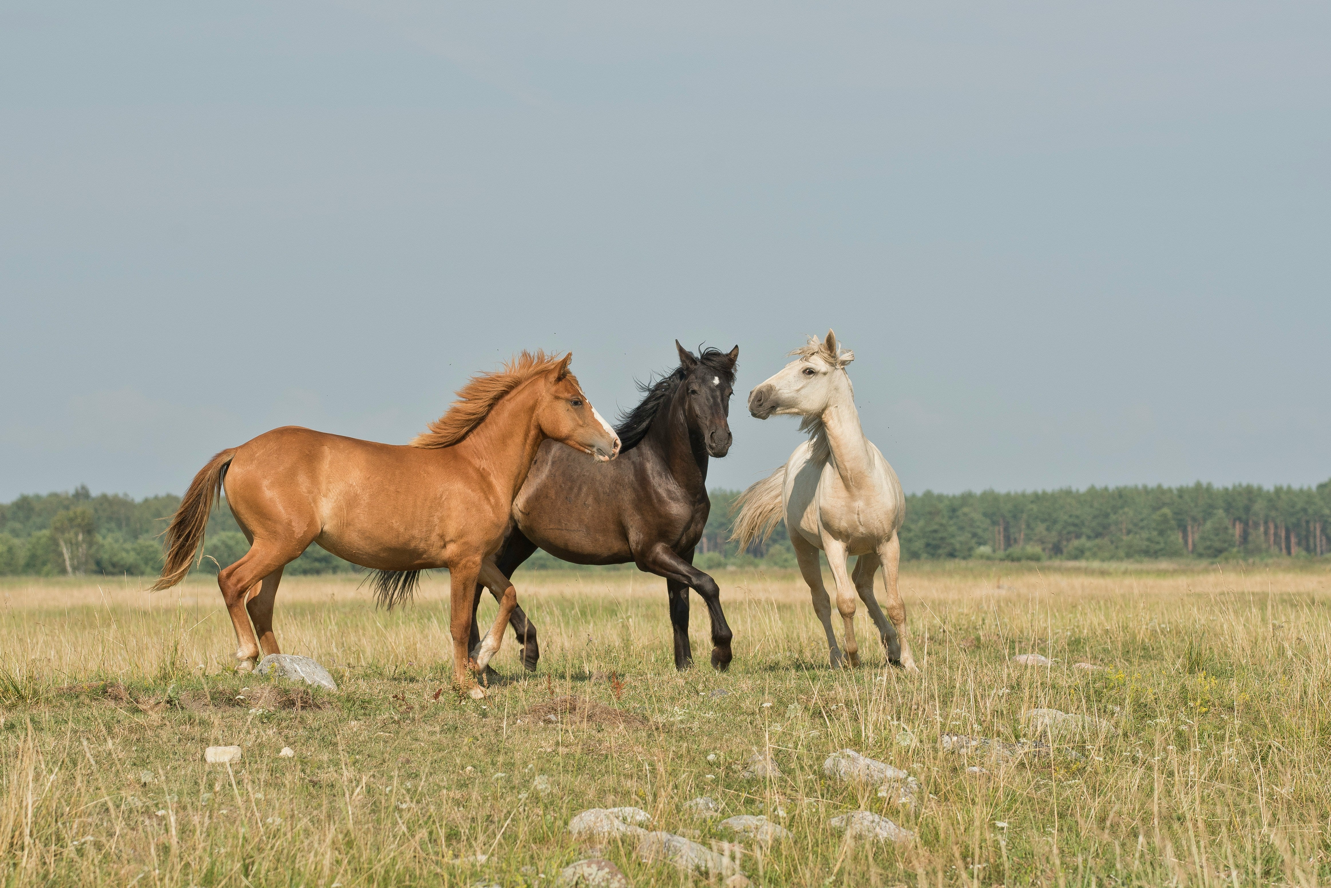 OVERCOMING FEAR OF HORSE RIDING