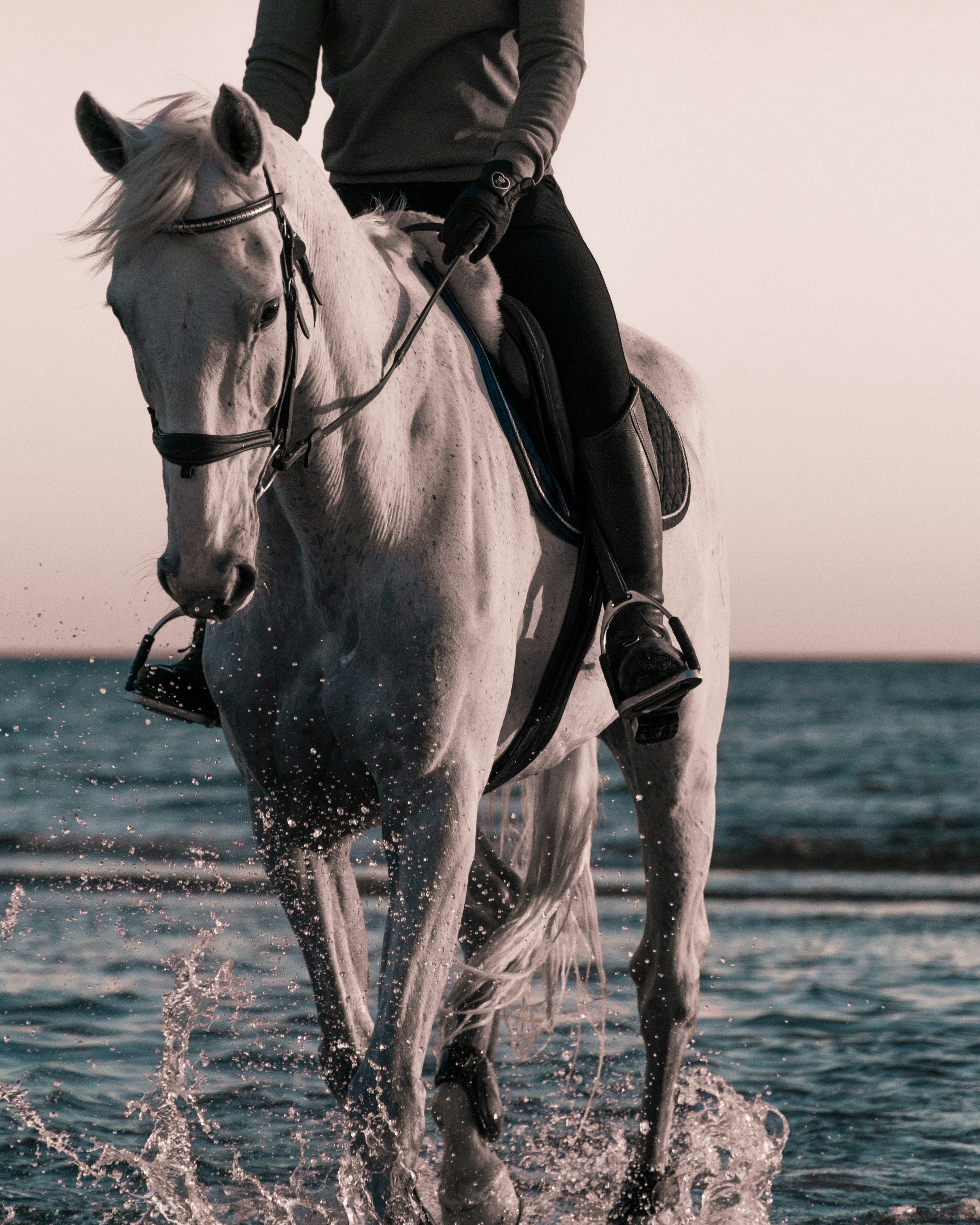 HORSE RACING GUIDE FOR BEGINNERS