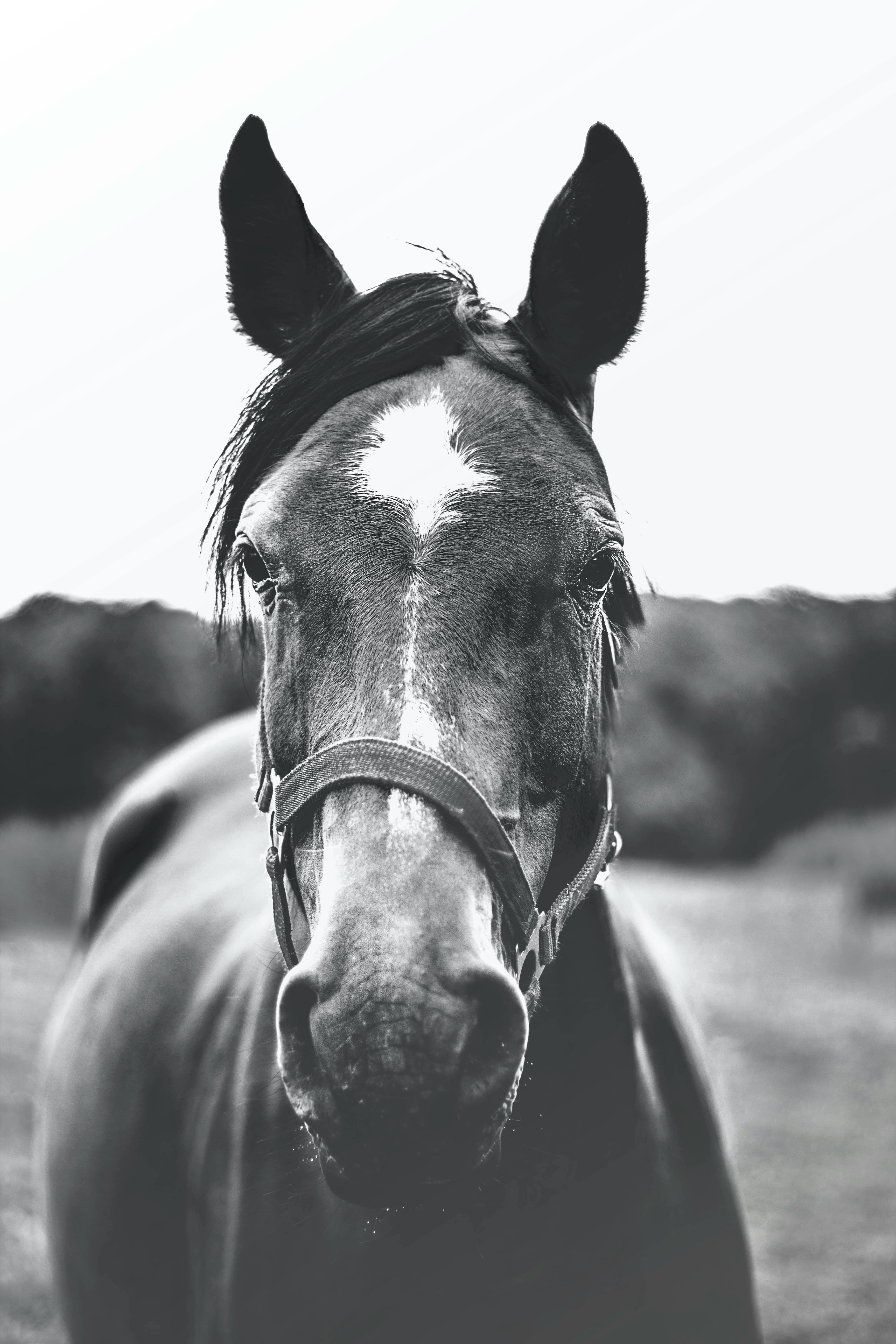 REVOLUTIONIZE YOUR HORSE TRAINING TODAY!