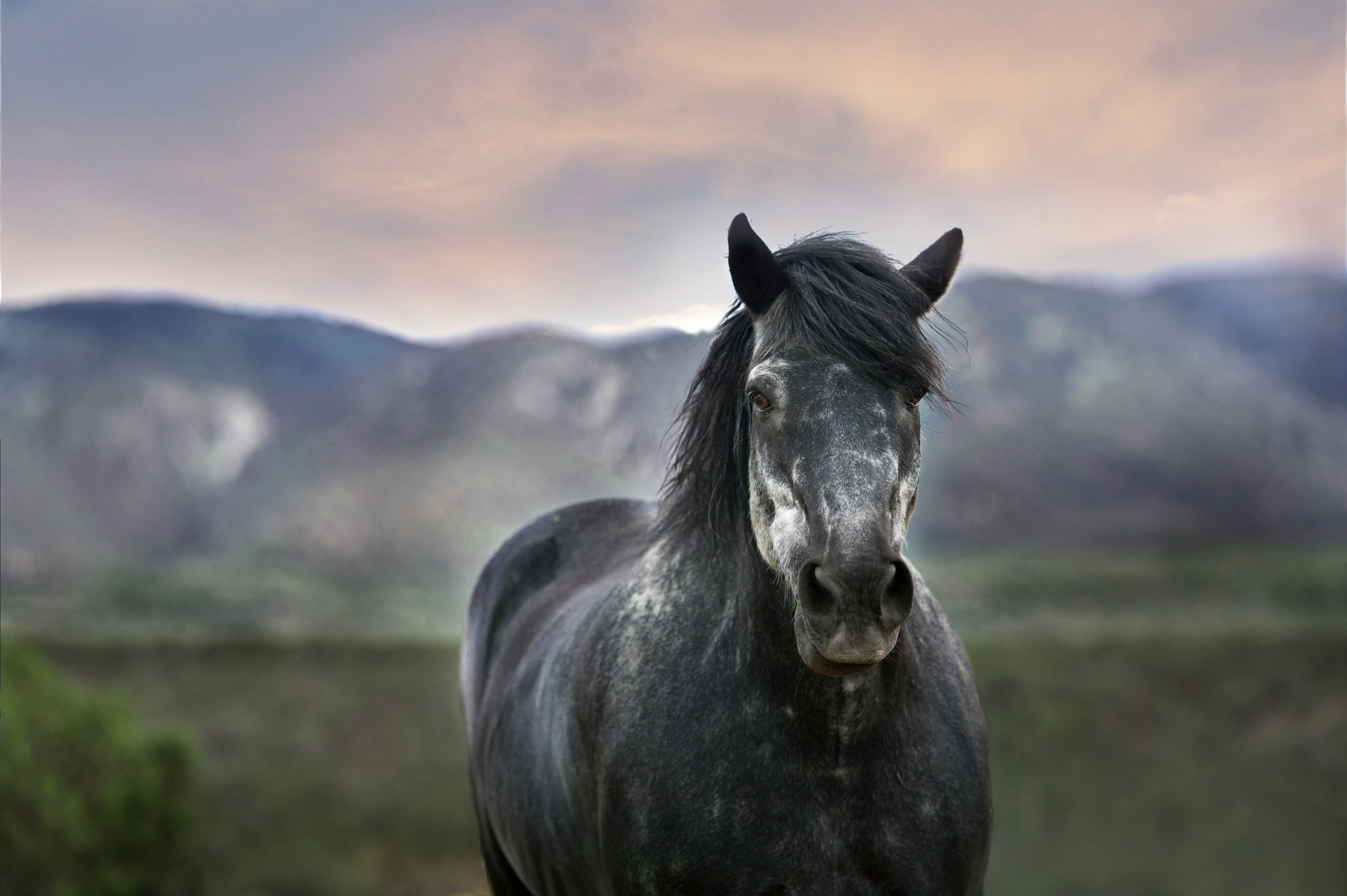 DISCOVER THE BEST HORSE TRAINING METHOD FOR INSTANT RESULTS!