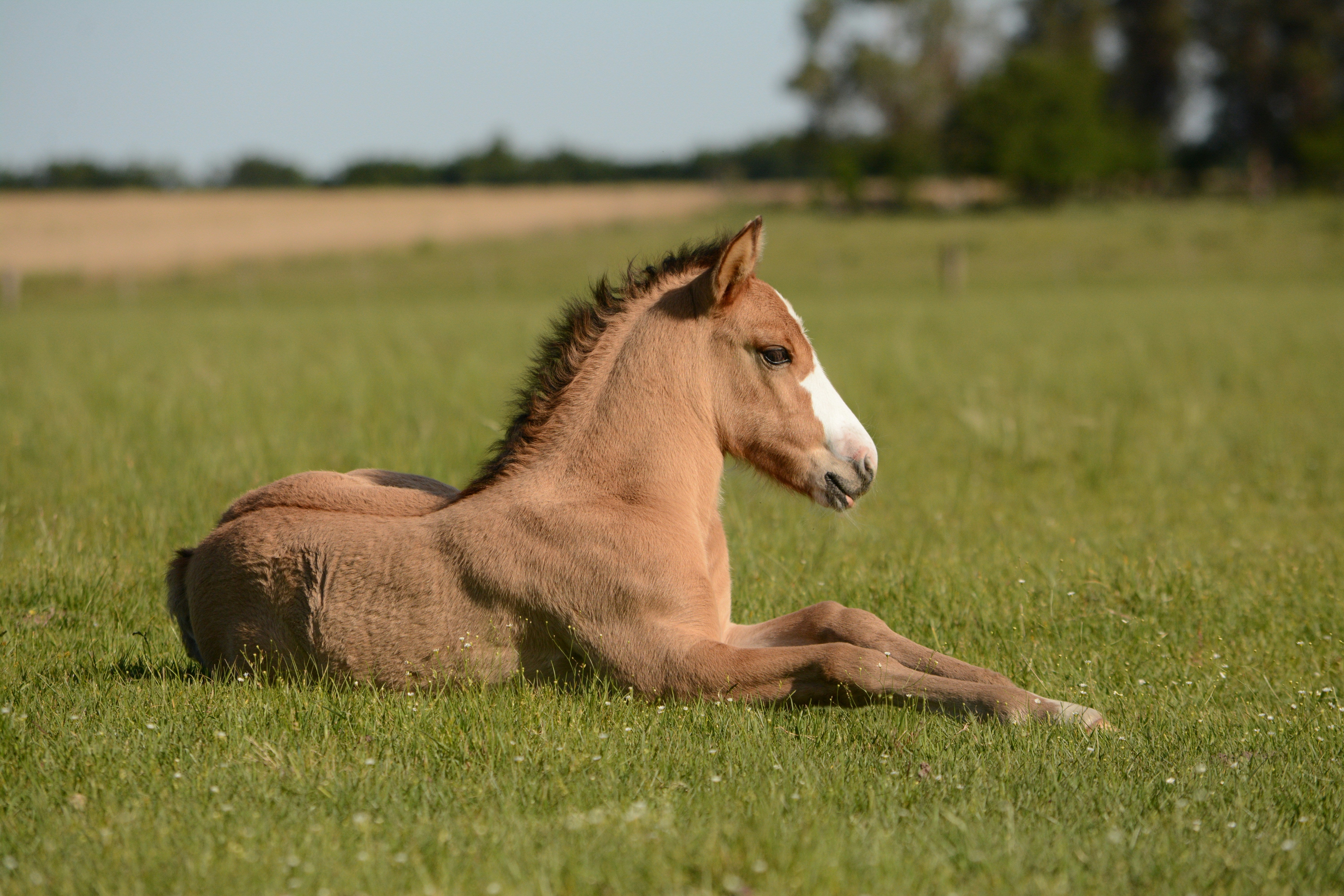 MINIATURE HORSES: CARE AND COMPANIONSHIP