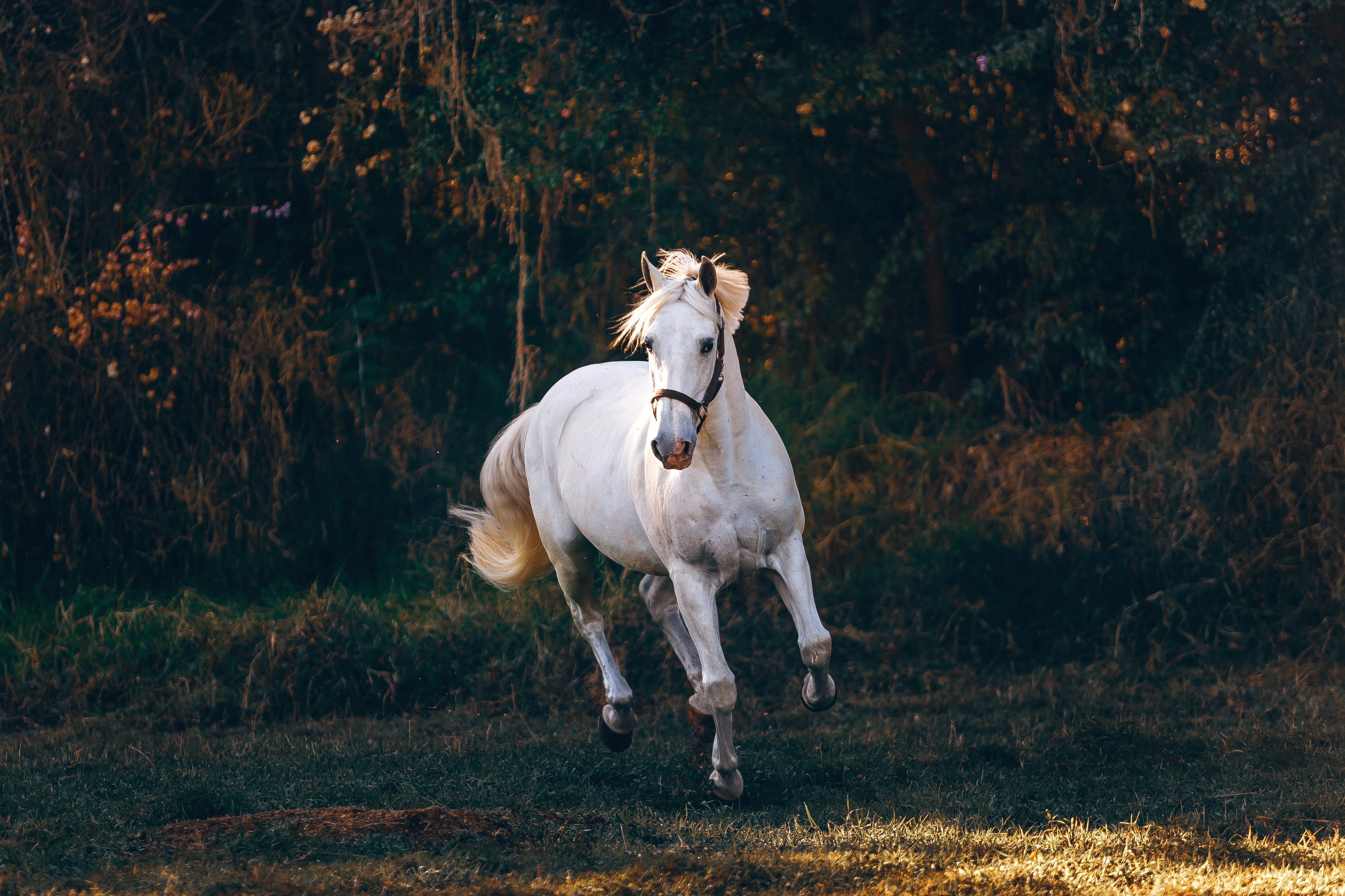 ICELANDIC HORSES: A UNIQUE BREED