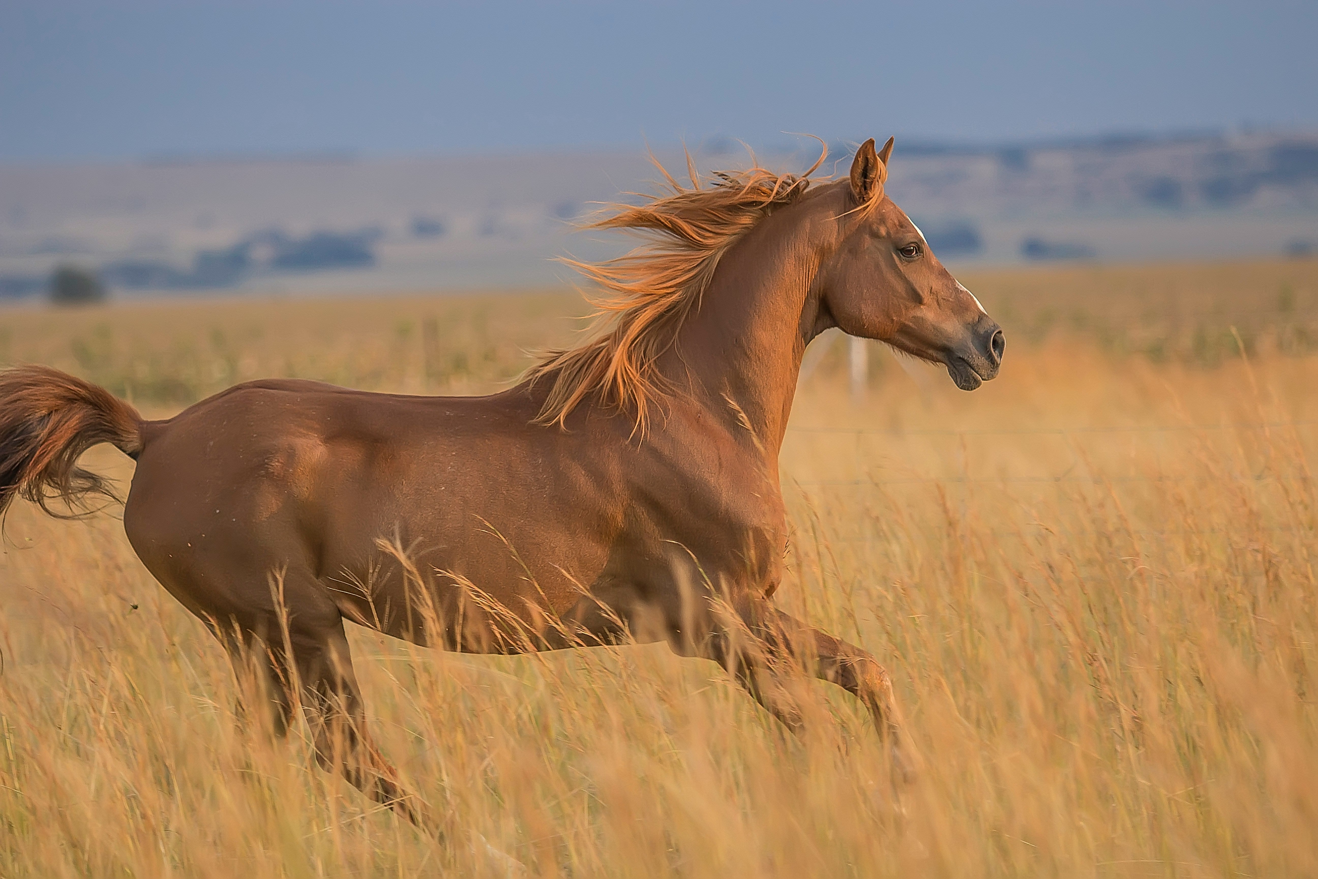 THE ESSENTIALS OF HORSE RIDING