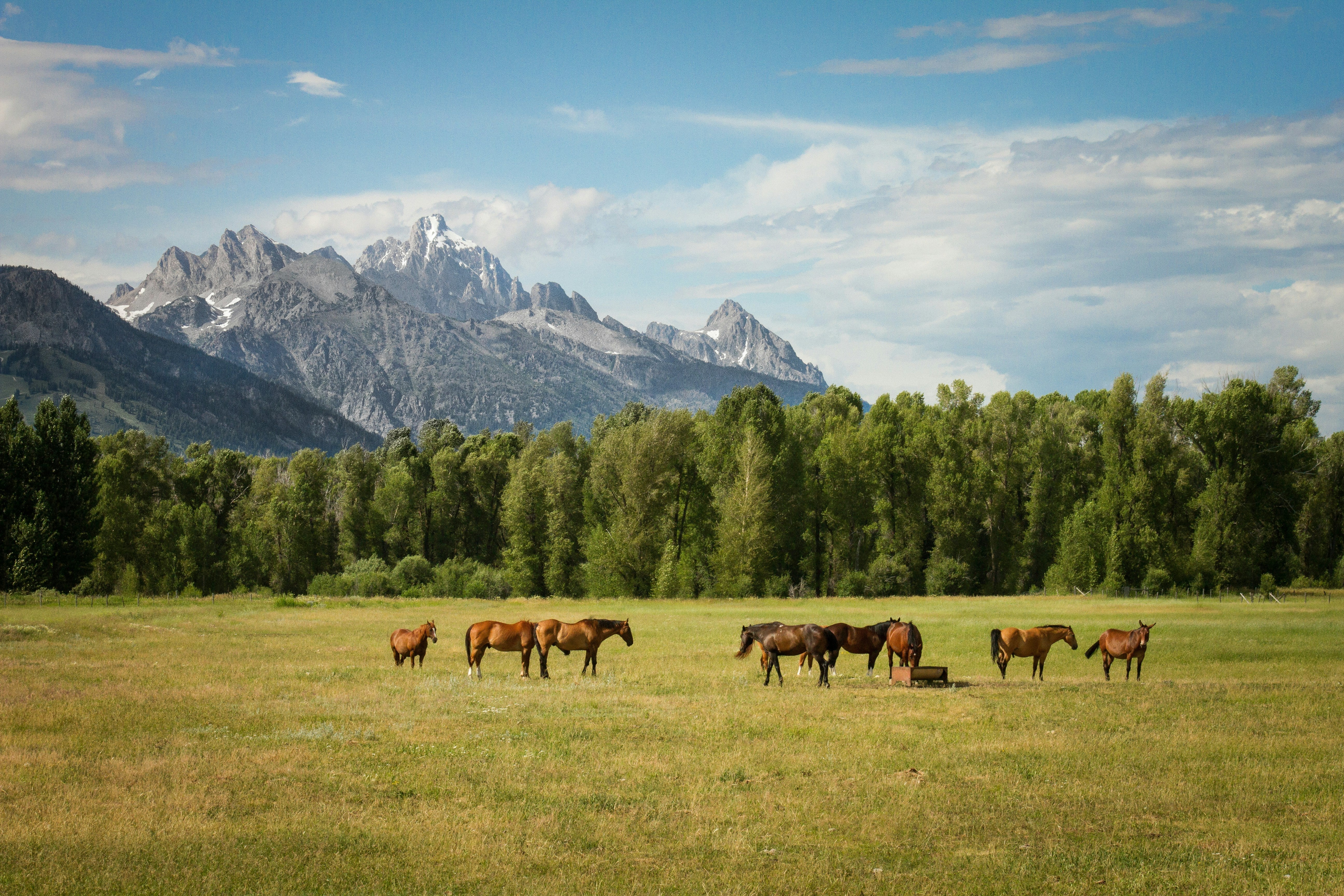 APPALOOSA HORSES: SPOTTED HISTORY