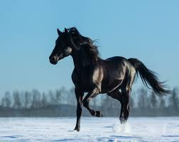 PAINT HORSES: COLOR AND CHARACTER