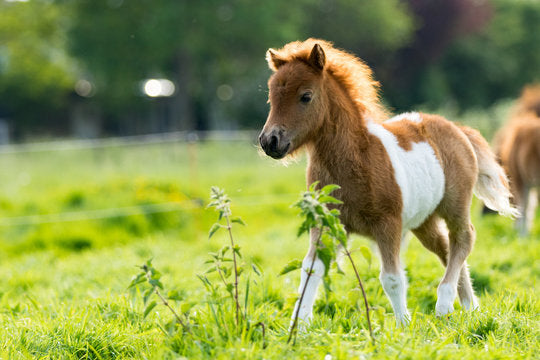 PONY BREEDS AND CARE GUIDES