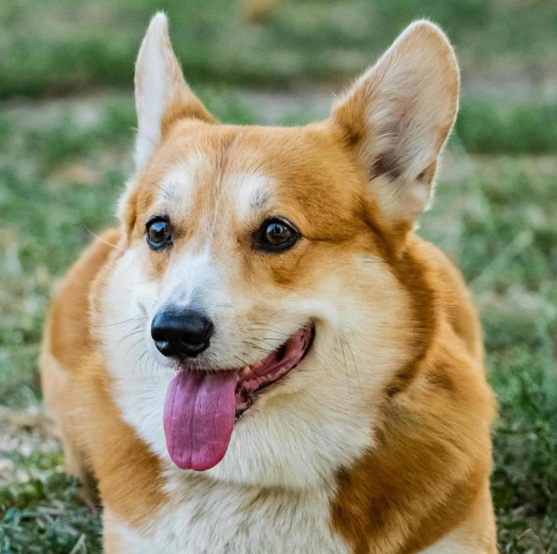 TRAINING TIPS FOR A WELL-BEHAVED DOG