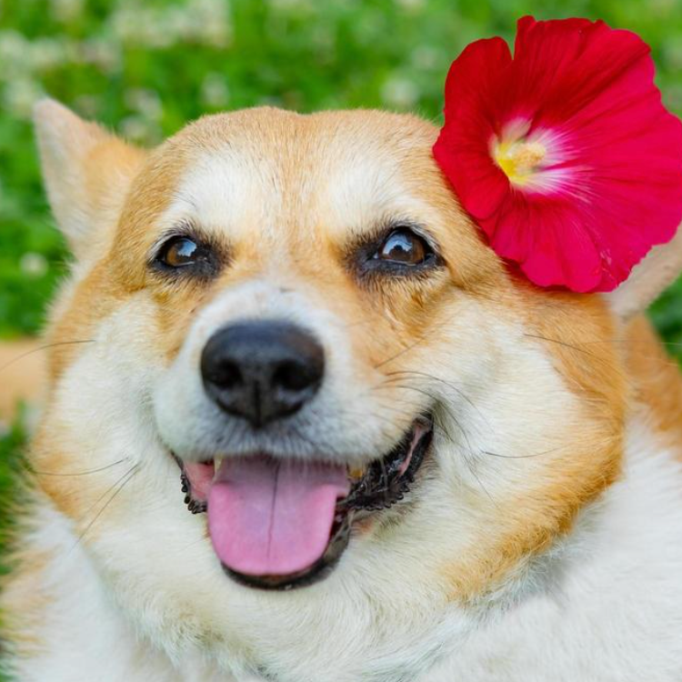 HOW TO CARE FOR A DOG WITH A CHRONIC ILLNESS