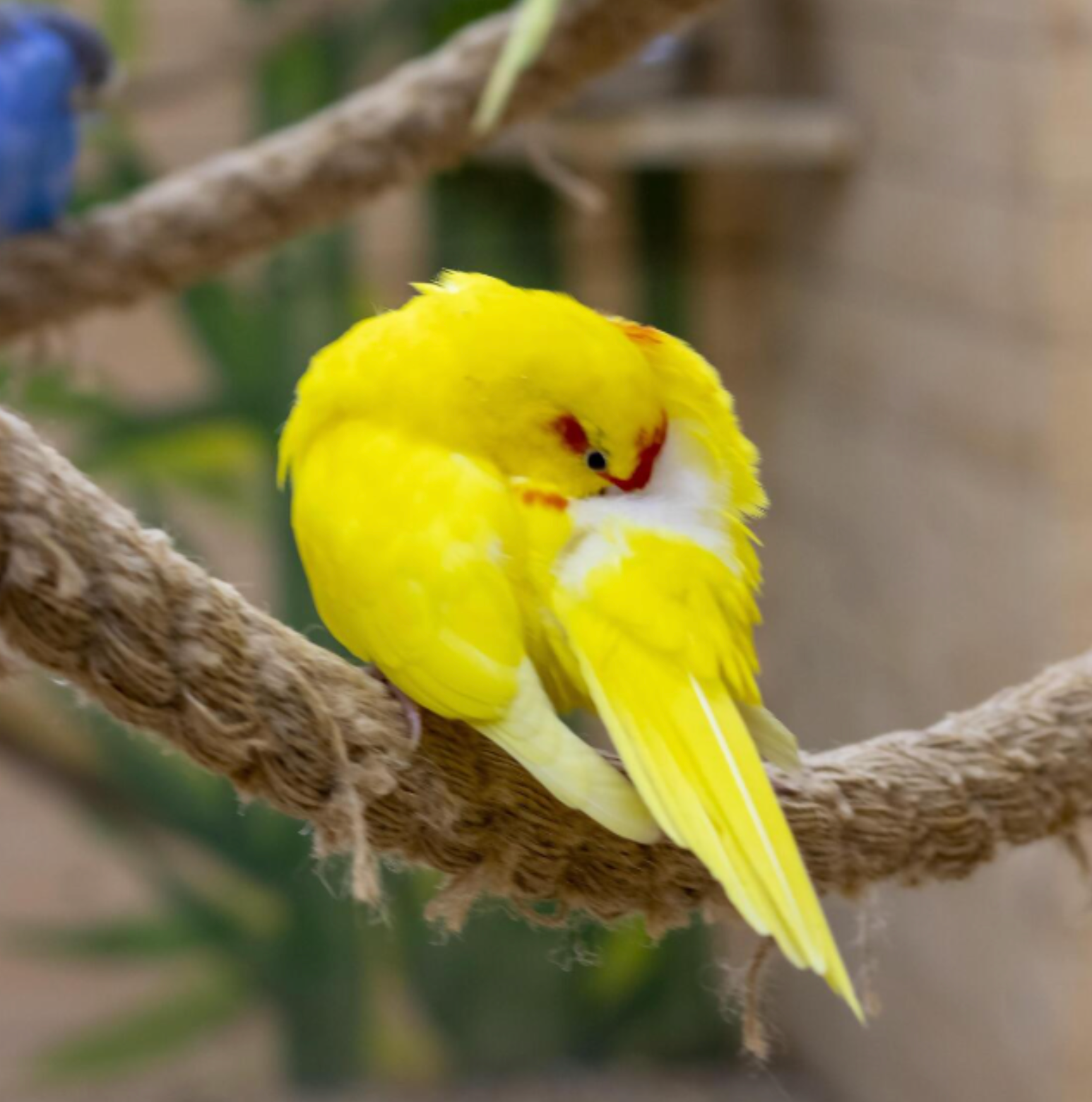 UNDERSTANDING BIRD STRESS SIGNALS