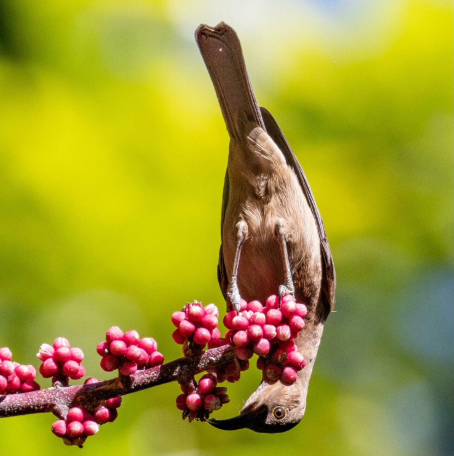 The Science of Bird Nutrition