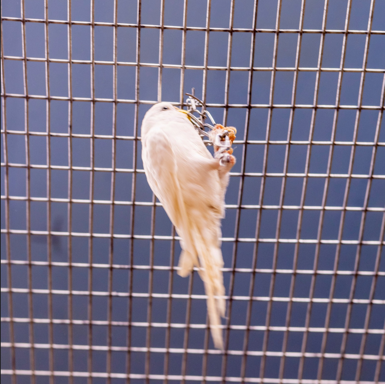 THE ROLE OF BIRD EXERCISE