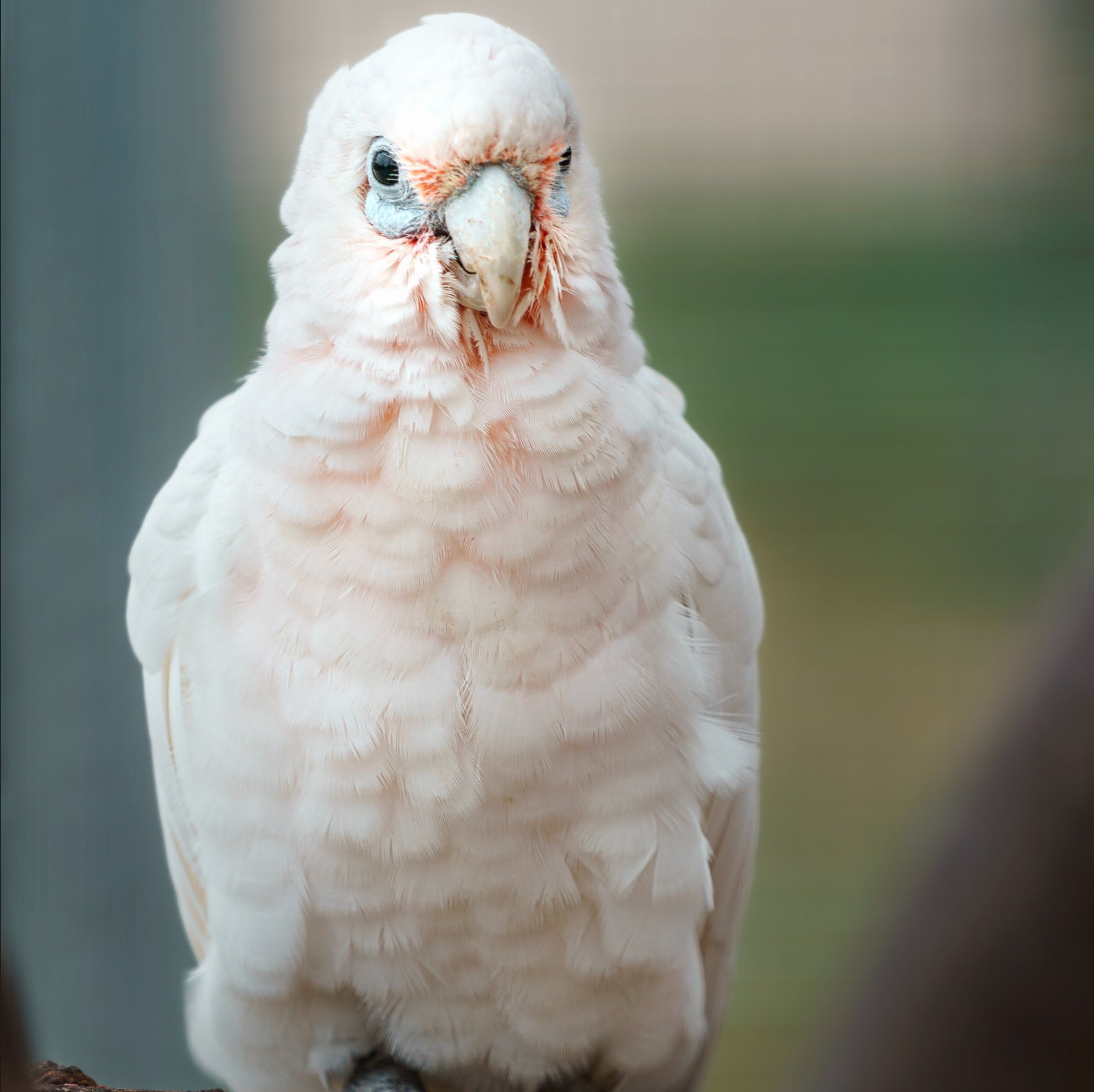 SPECIAL NEEDS BIRDS: HOW TO CARE FOR THEM