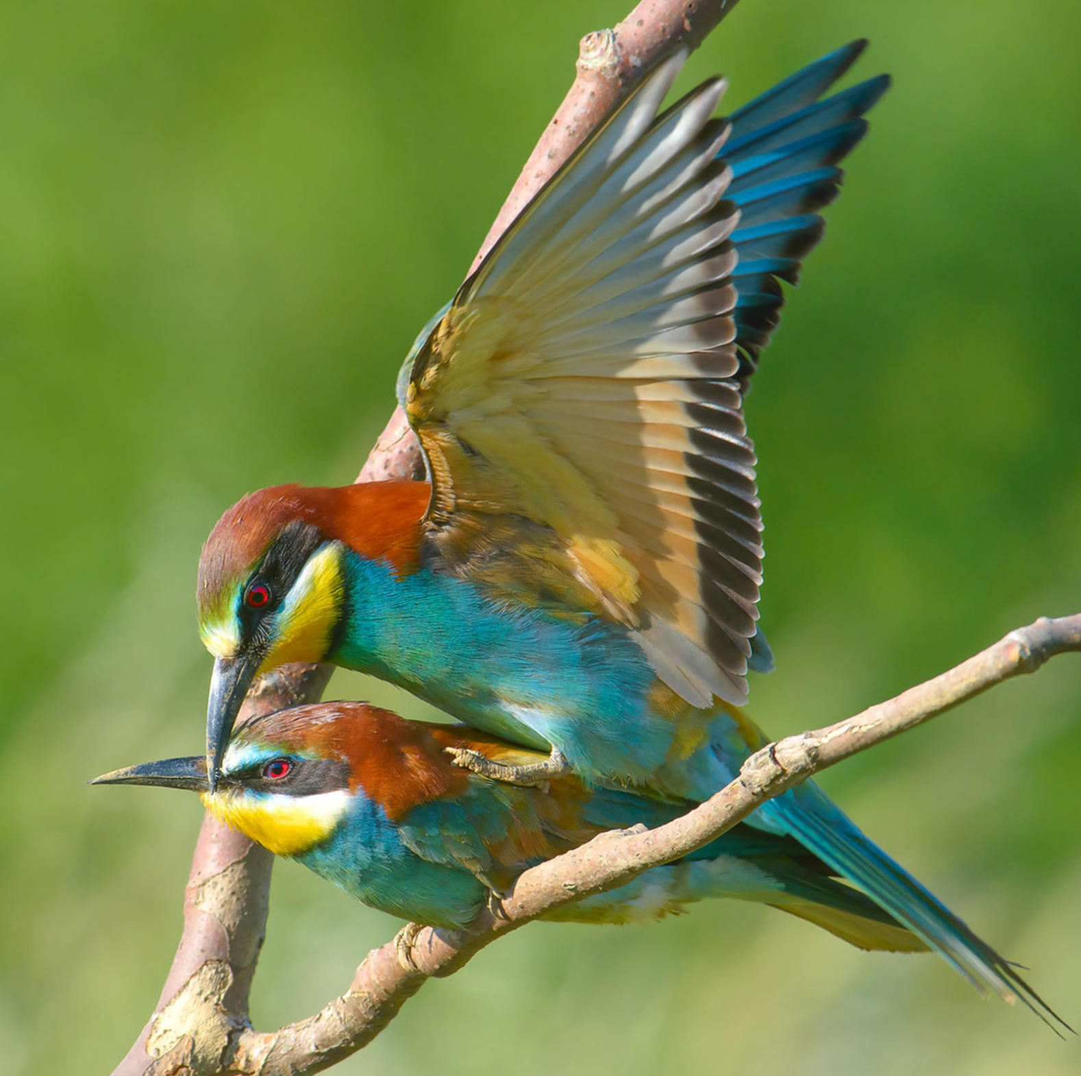 CREATING ROUTINE FOR BIRDS