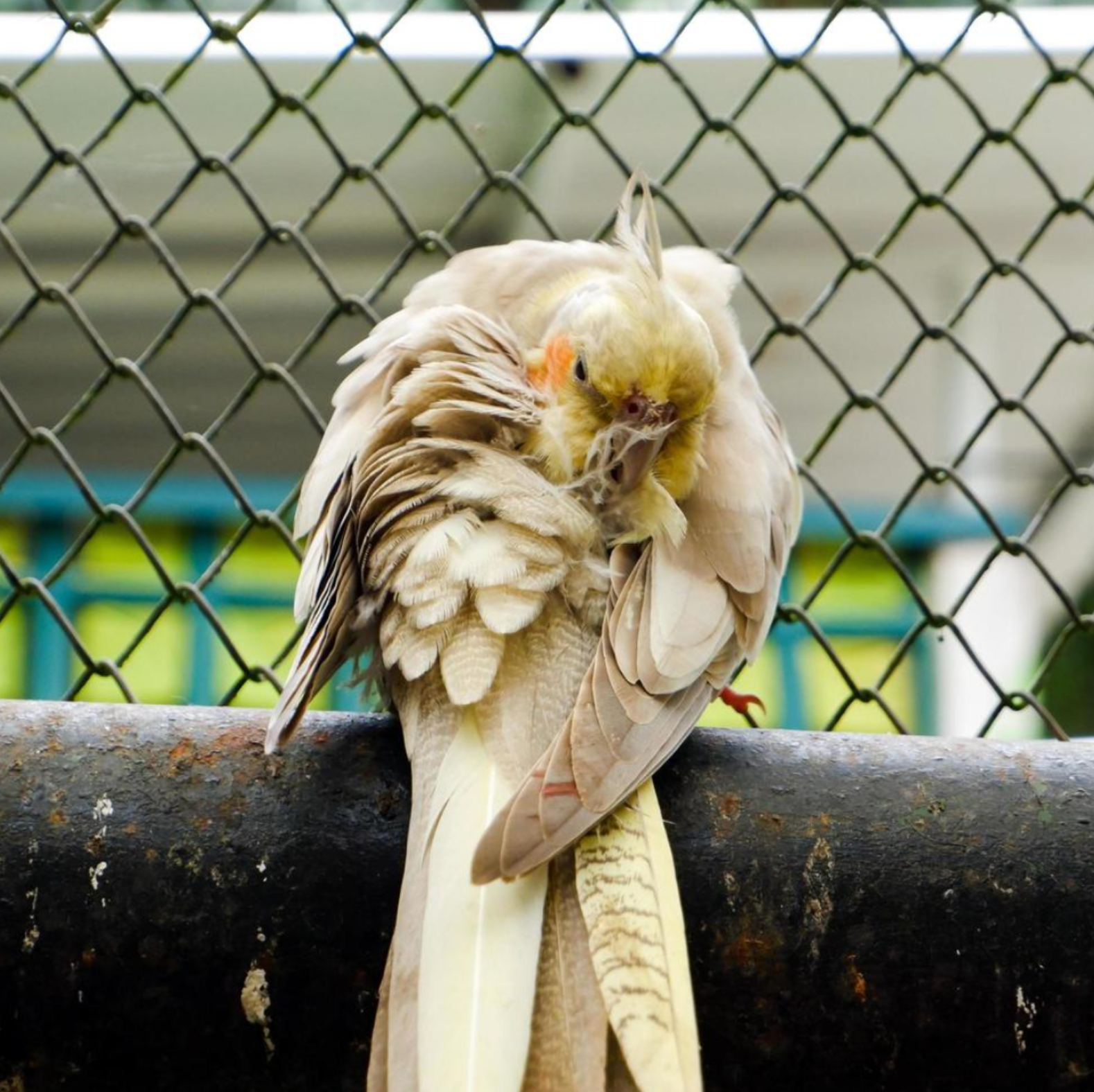 BIRD ILLNESS PREVENTION TIPS