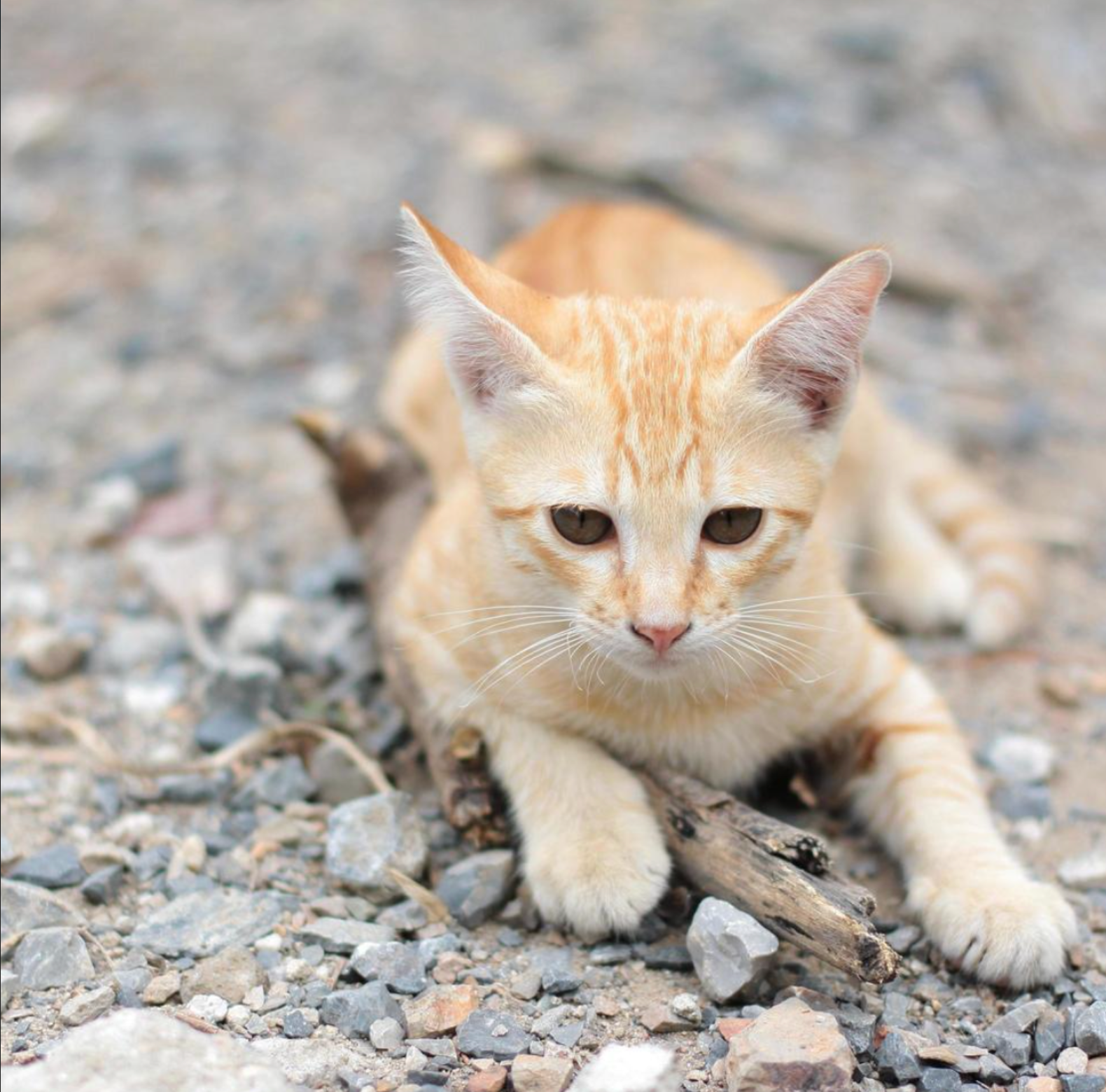 The New Cat Parent’s Survival Guide