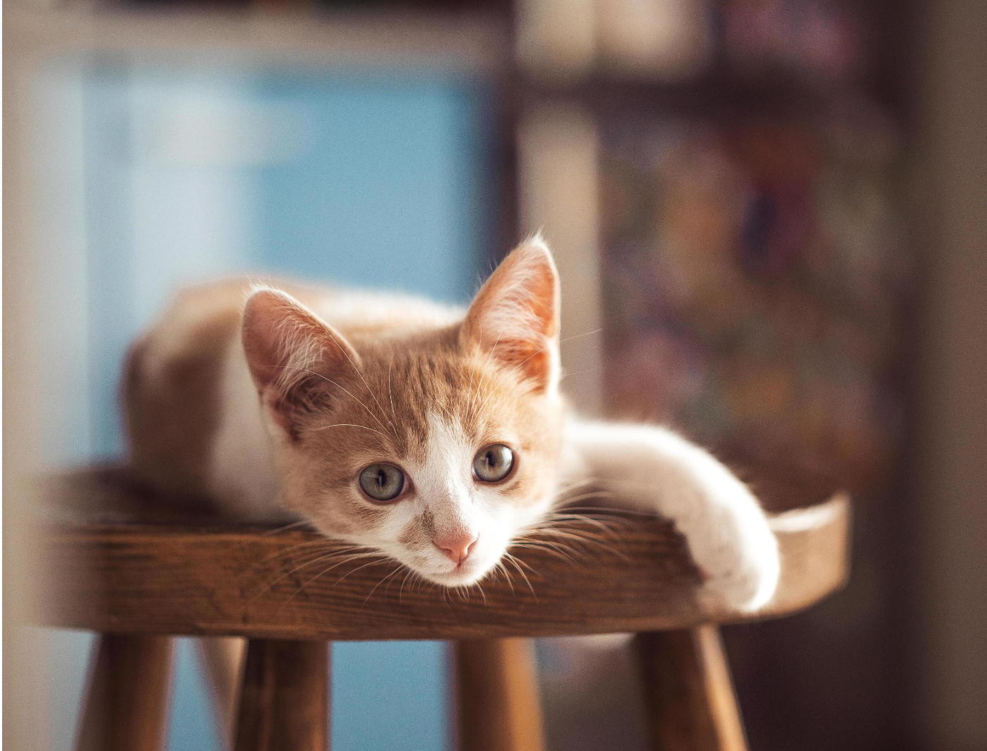 Finding the Perfect Kitten