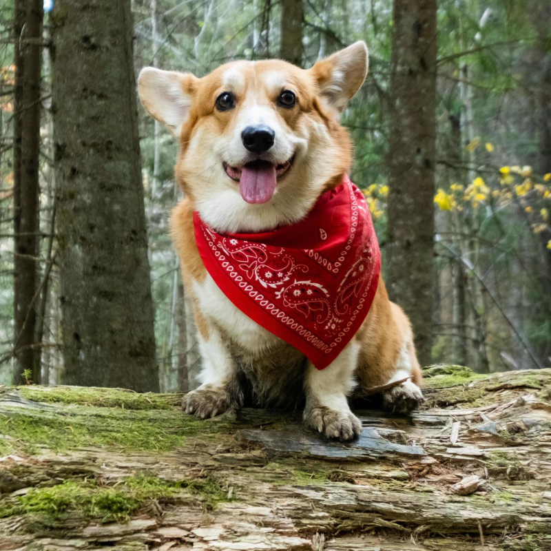 MANAGING MULTIPLE DOGS: TIPS FOR A HAPPY HOUSEHOLD