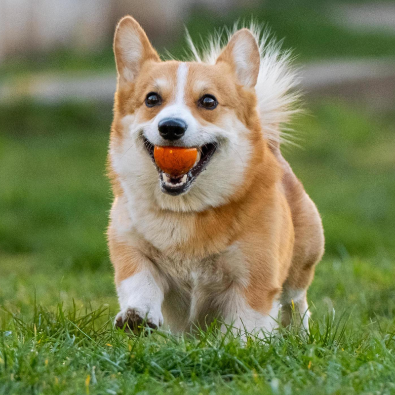 HOW TO BUILD A DOG-FRIENDLY YARD