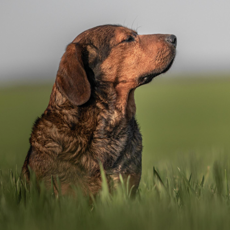 HOW TO TEACH YOUR DOG ADVANCED COMMANDS