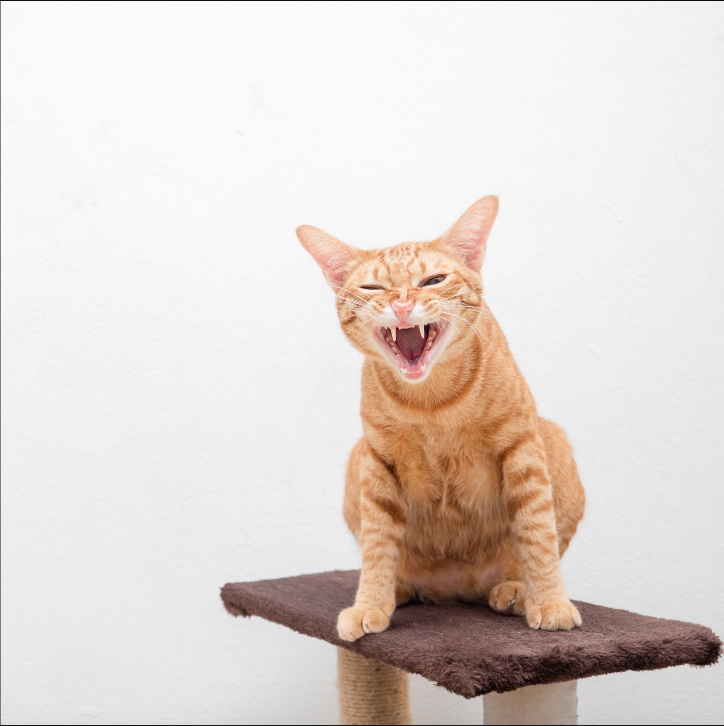 CLICKER TRAINING FOR CATS