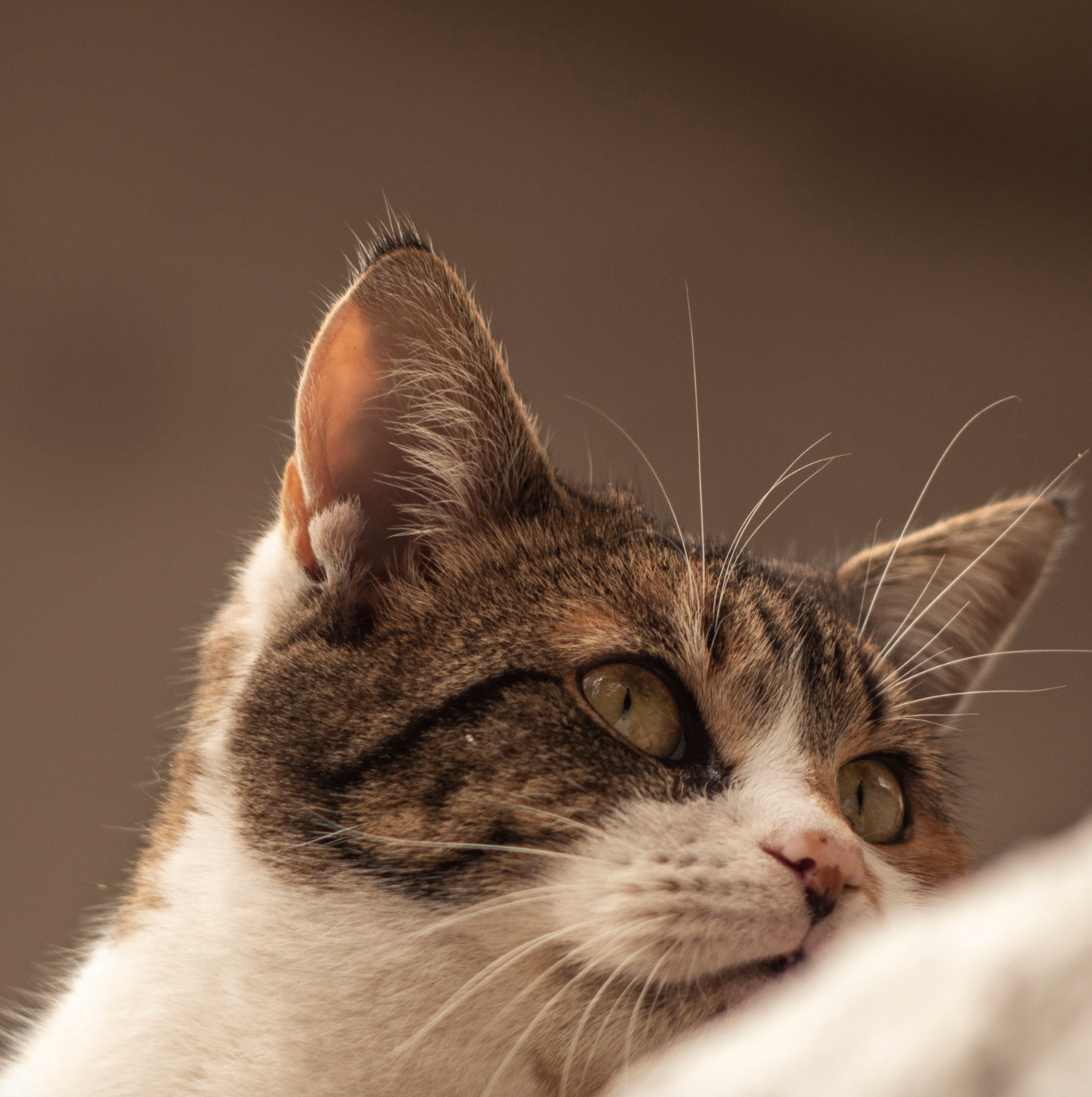 TEACHING YOUR CAT TRICKS