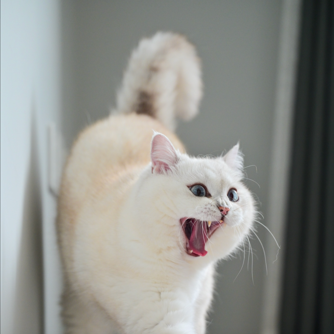 THE SCIENCE OF FELINE BEHAVIOR