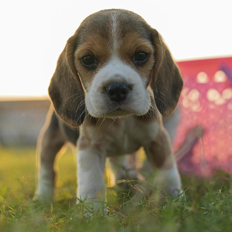 HOW TO BUILD CONFIDENCE IN SHY DOGS