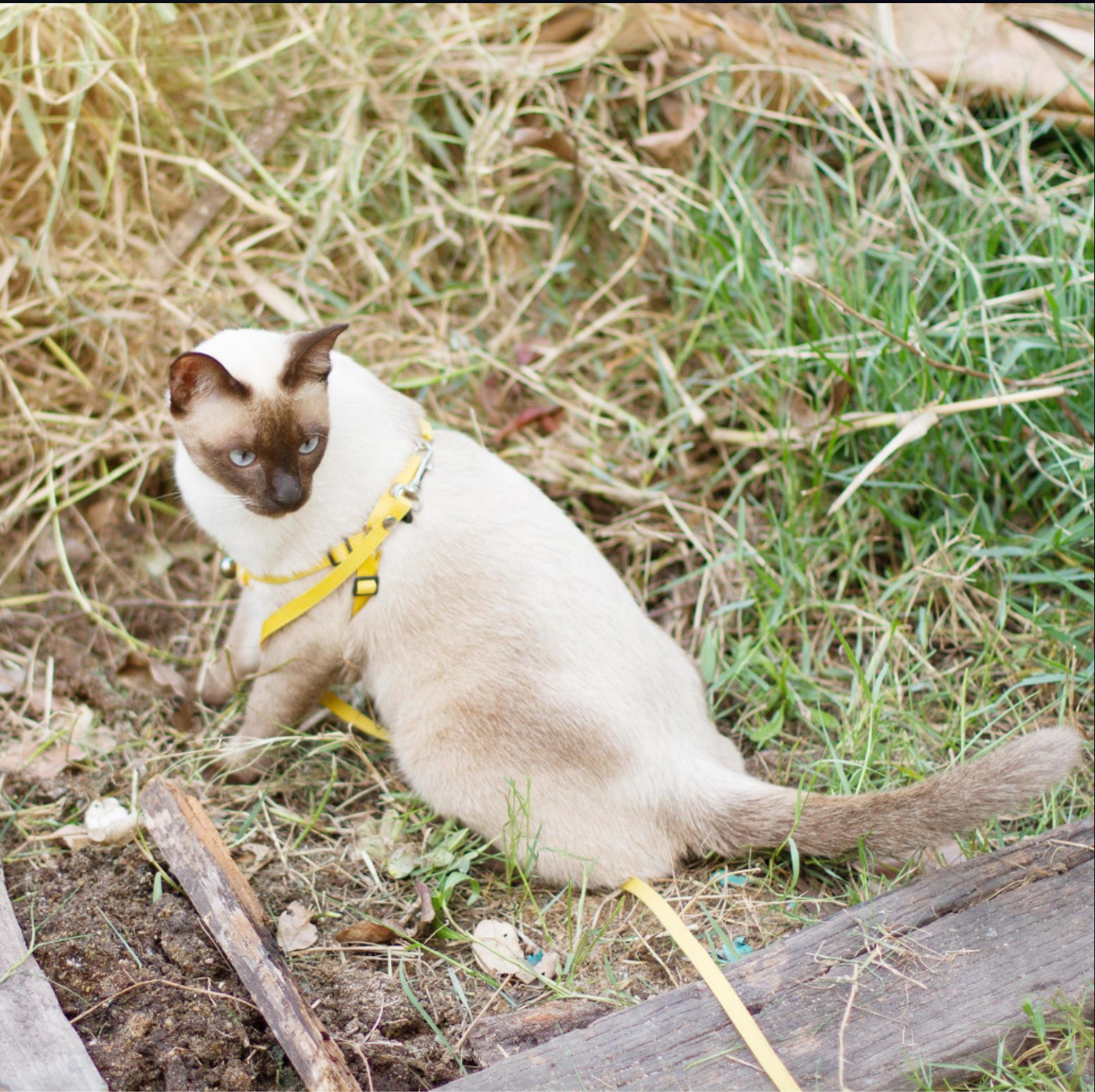 HOW TO TRAIN A STUBBORN CAT