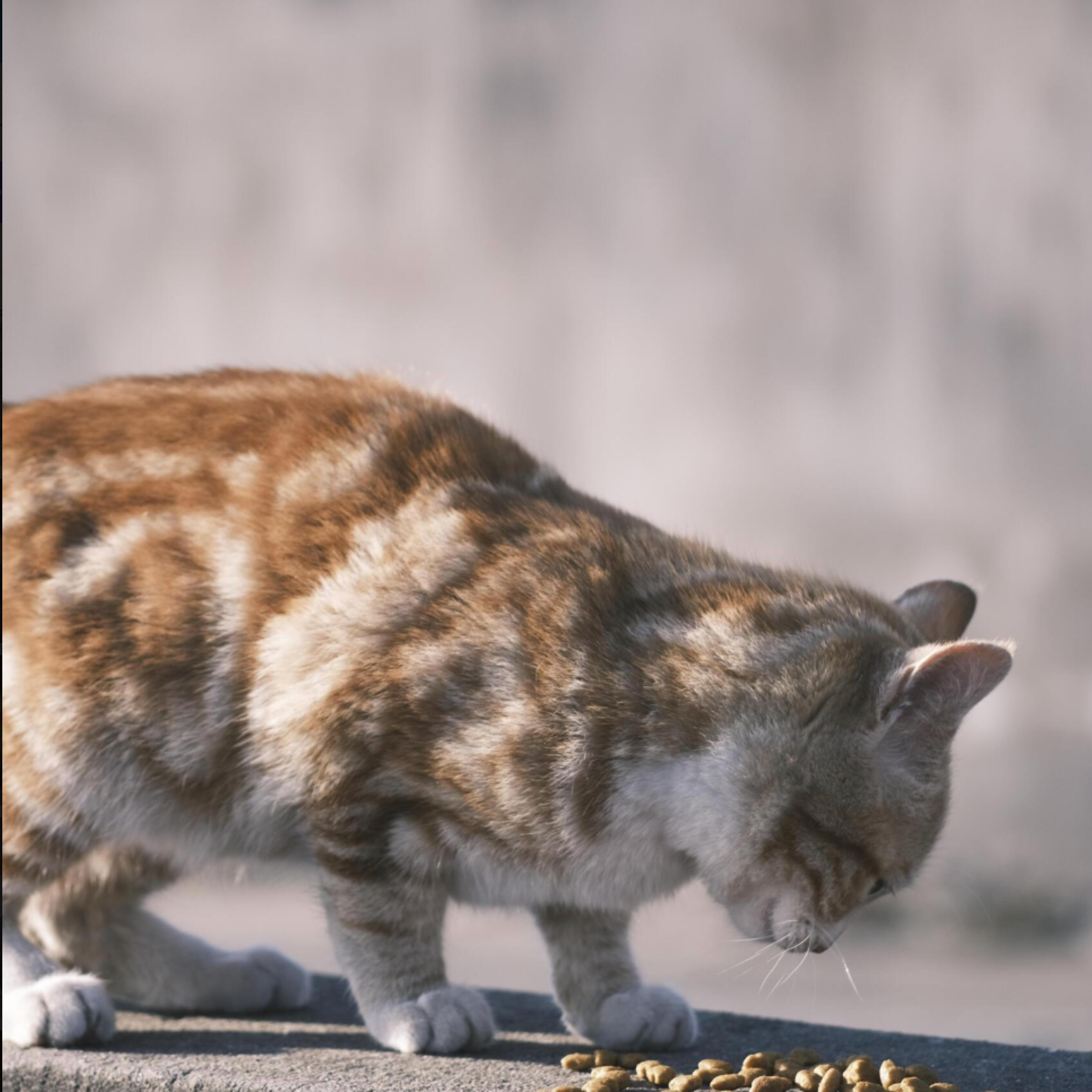 UNDERSTANDING YOUR CAT’S MEOWS
