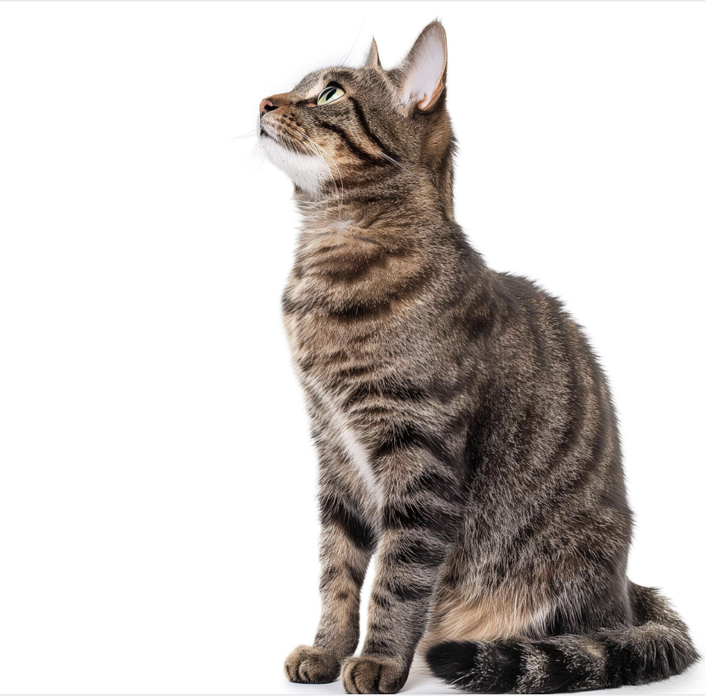 FELINE BODY LANGUAGE EXPLAINED