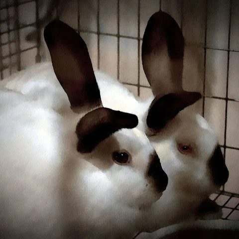 Small Pet Blog Post Demo