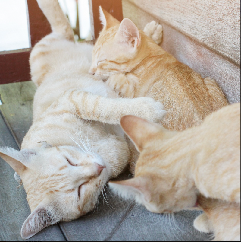 MANAGING MULTI-CAT HOUSEHOLDS – Petzie