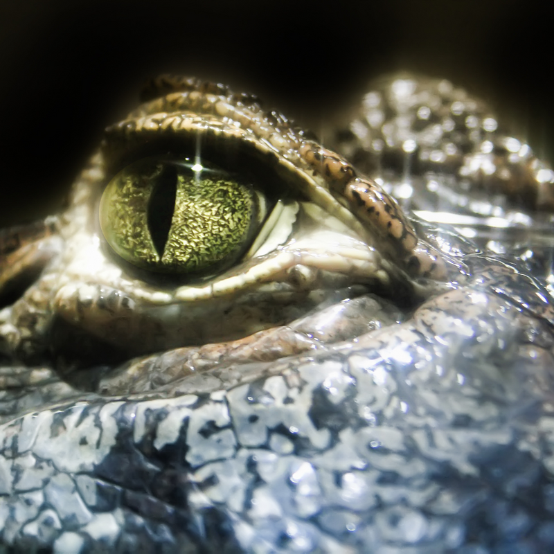 View of THRIVING IN CAPTIVITY: A REPTILE KEEPER’S HANDBOOK – Petzie