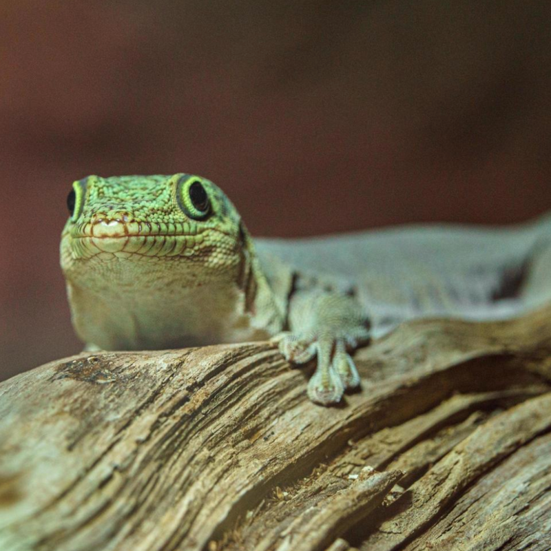 Stunning Reptile Health And Shedding Problems image