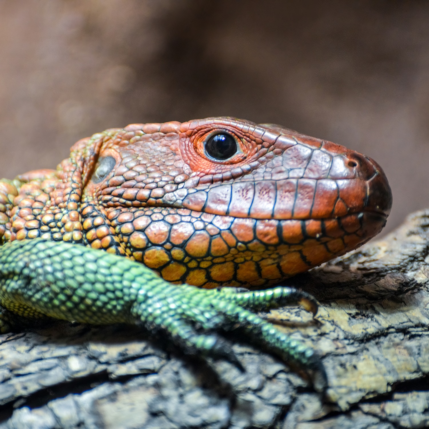 THE JOY OF REPTILE KEEPING: A PASSIONATE GUIDE