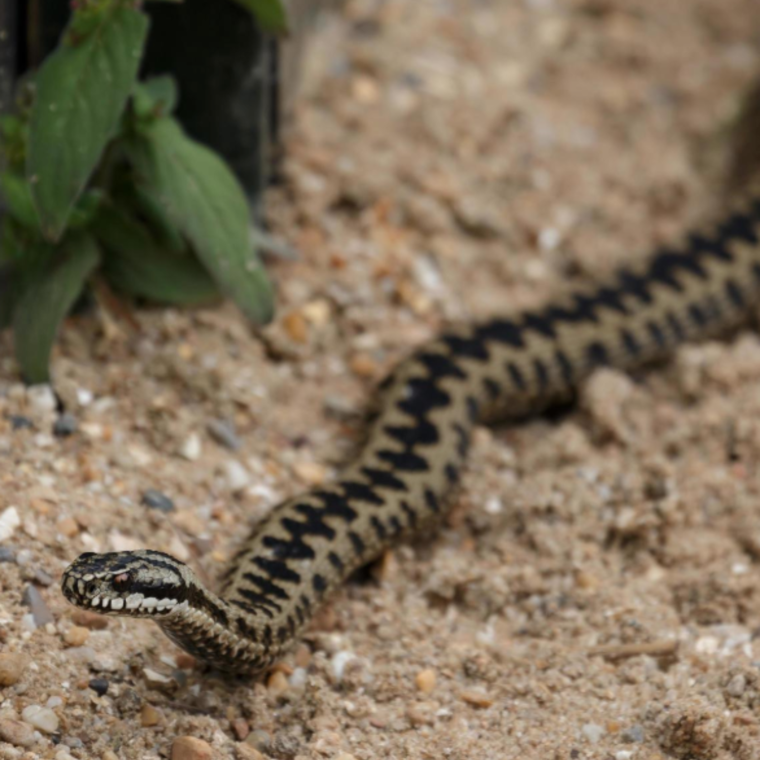 REPTILE CARE INNOVATION: TOOLS AND TECH