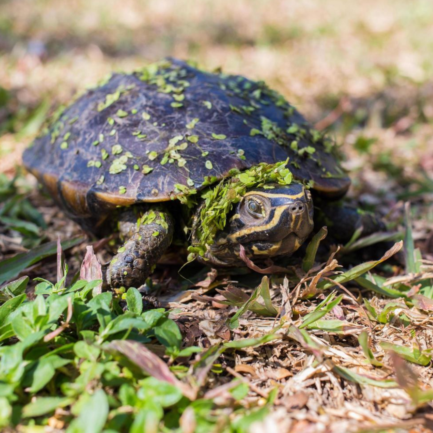 THE SELF-CLEANING REPTILE ENCLOSURE GUIDE