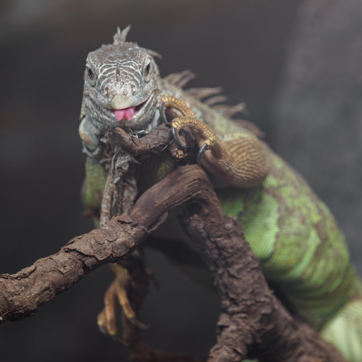 THE NATURAL REPTILE KEEPER’S GUIDE