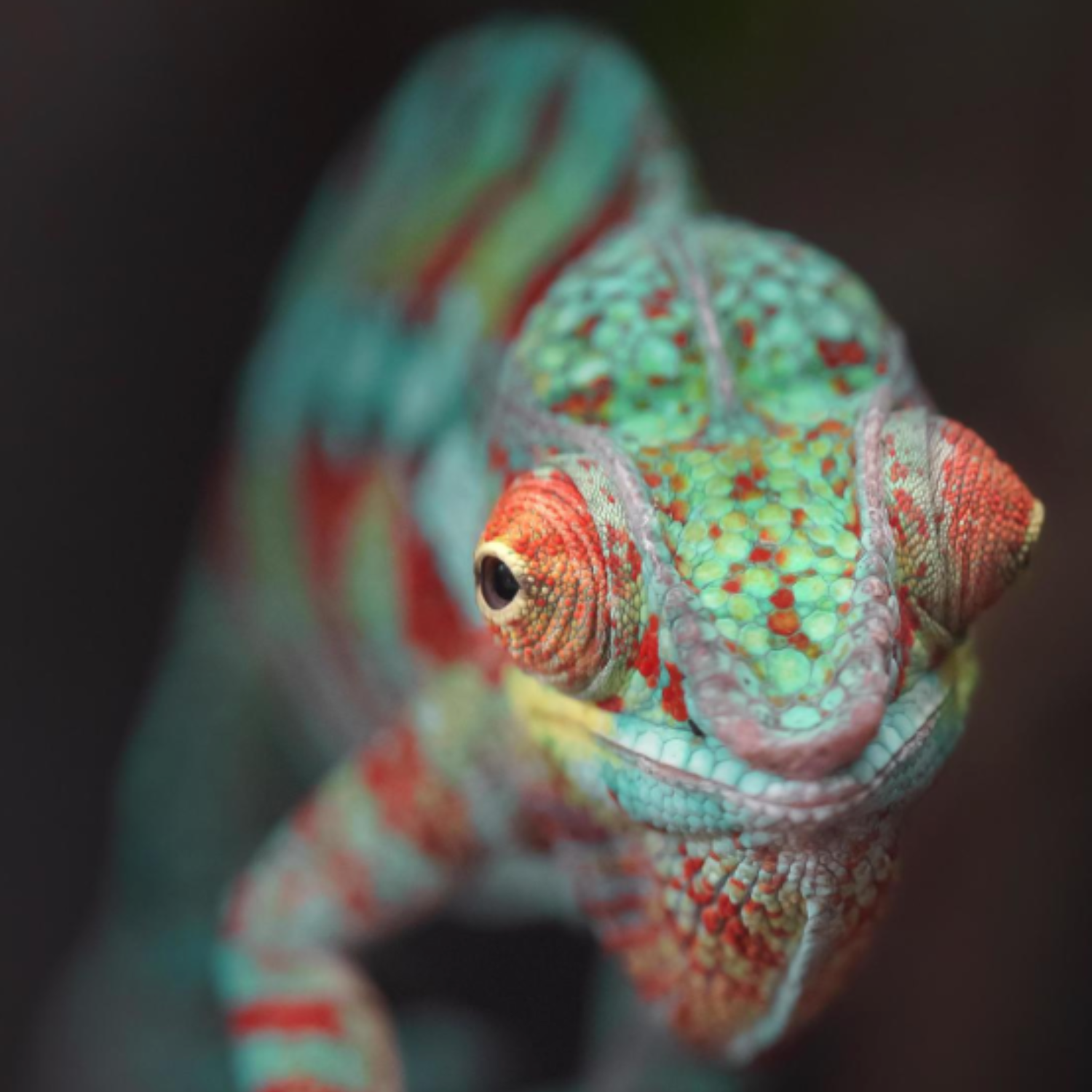 BEYOND BASICS: ADVANCED REPTILE HUSBANDRY