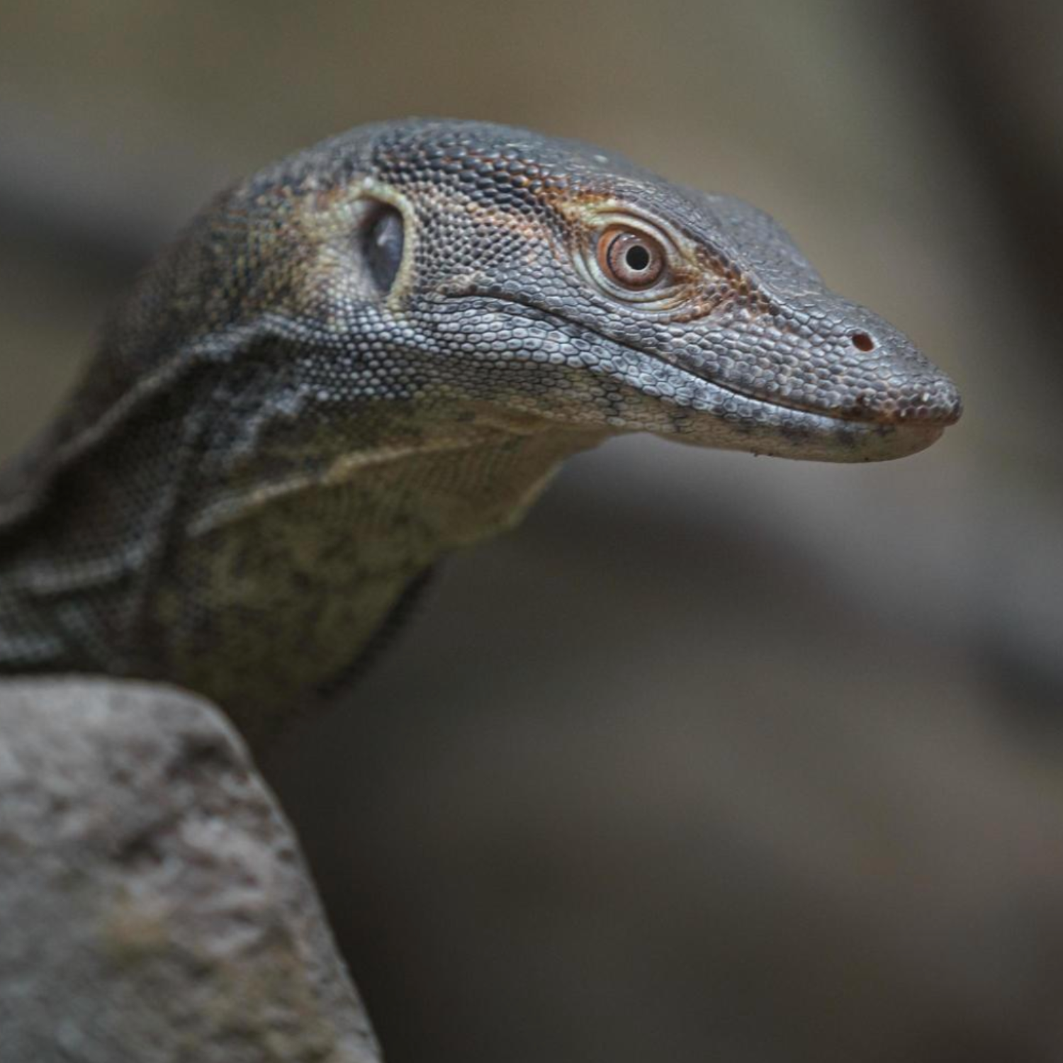 THE STRESS-FREE GUIDE TO REPTILE HEALTH