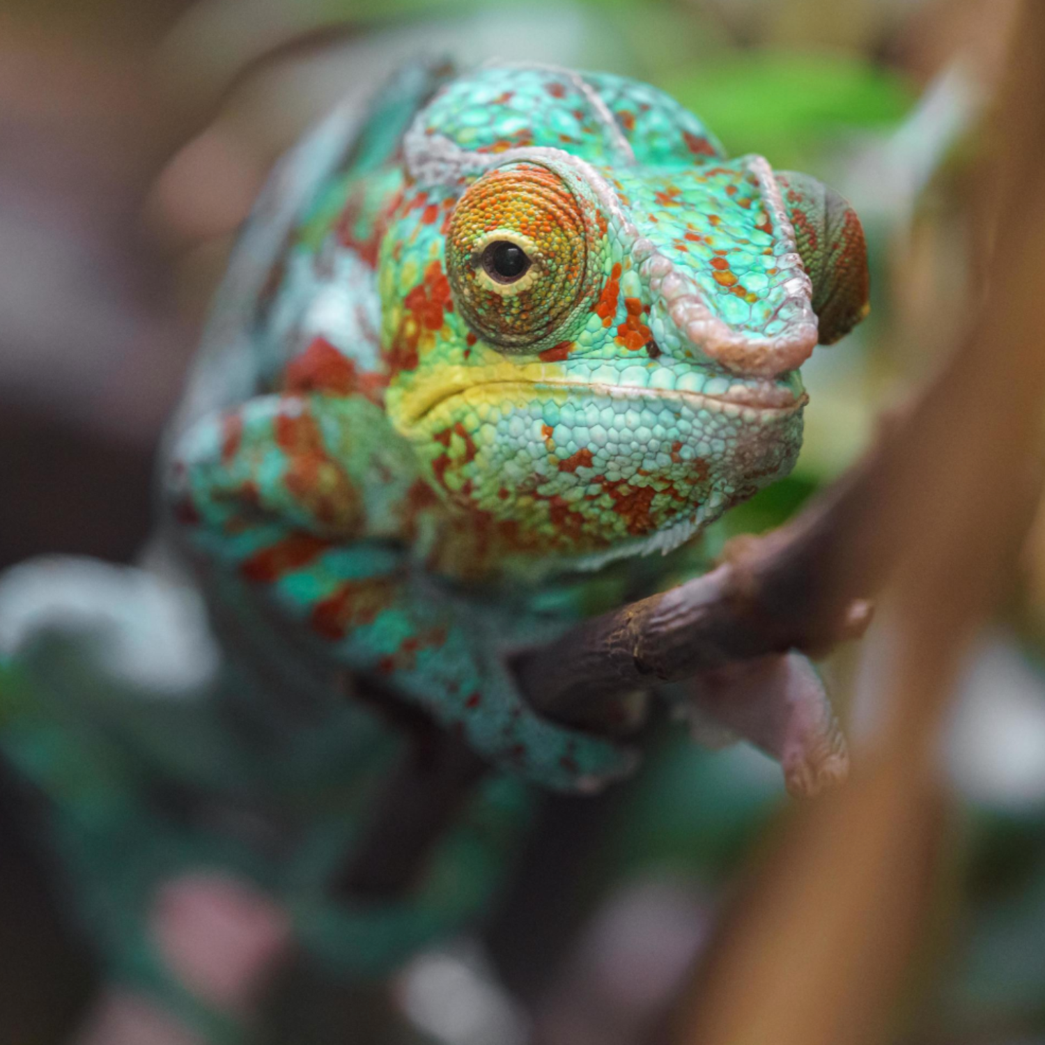 CREATING INDOOR REPTILE GARDENS